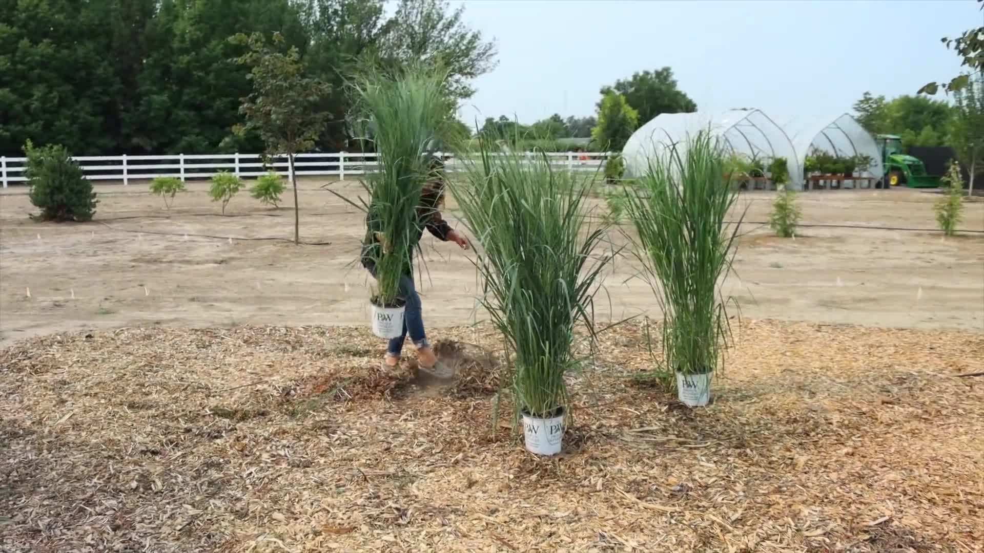 Pennisetum grass in a garden setting