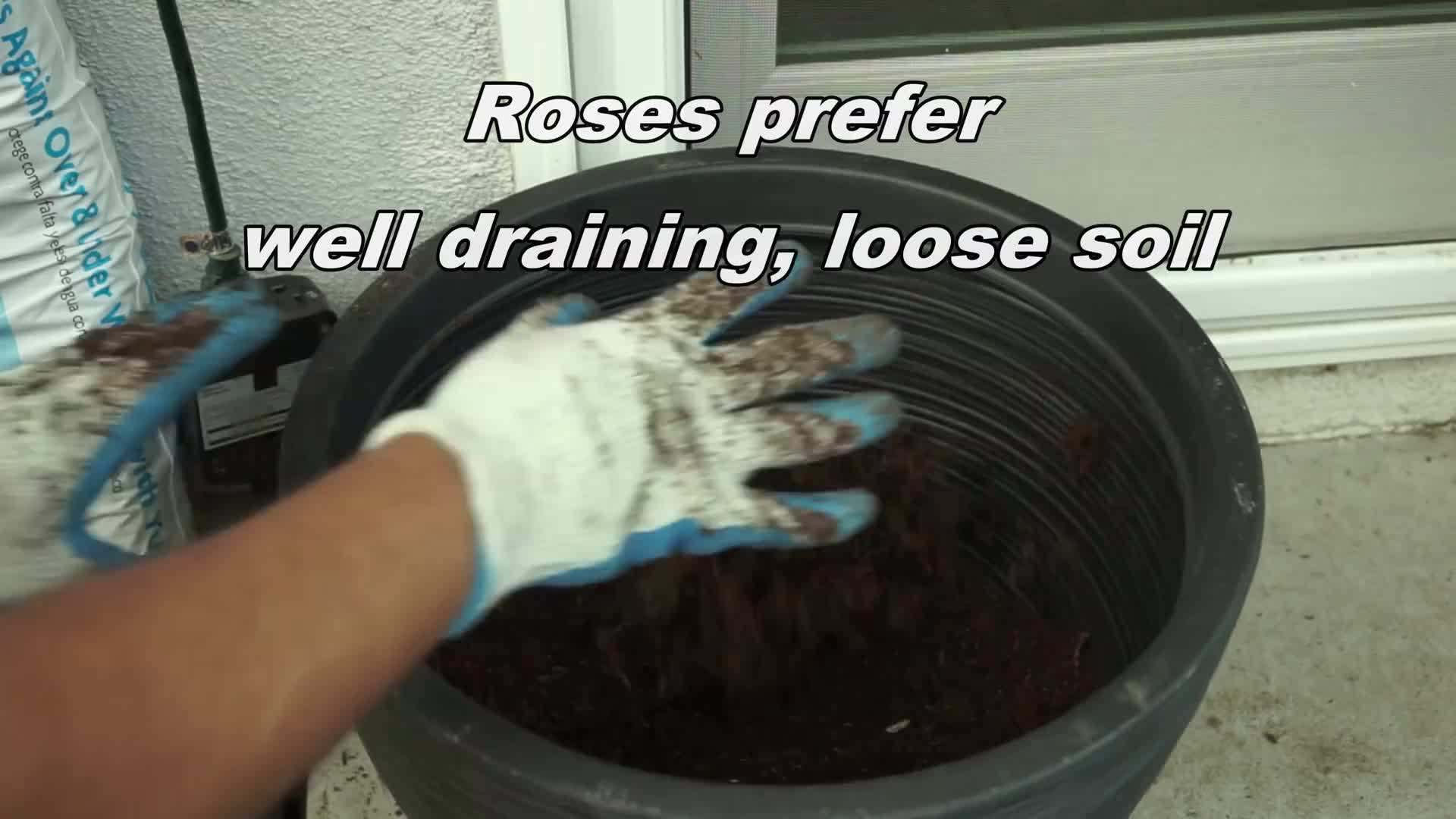 Choosing the Right Soil Mix for Roses