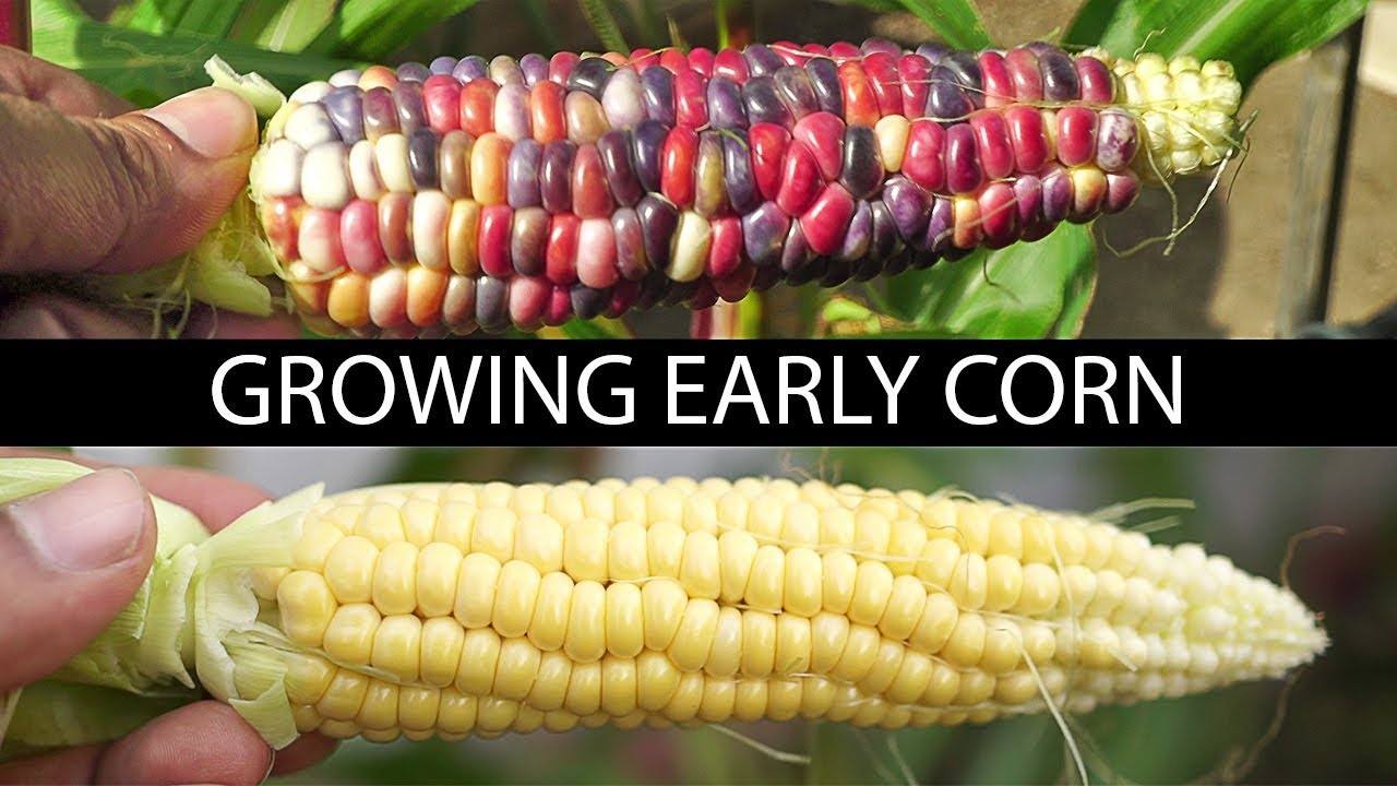 Growing Early Corn: A Guide to Painted Hill Corn and Early Sunglow Hybrid Corn