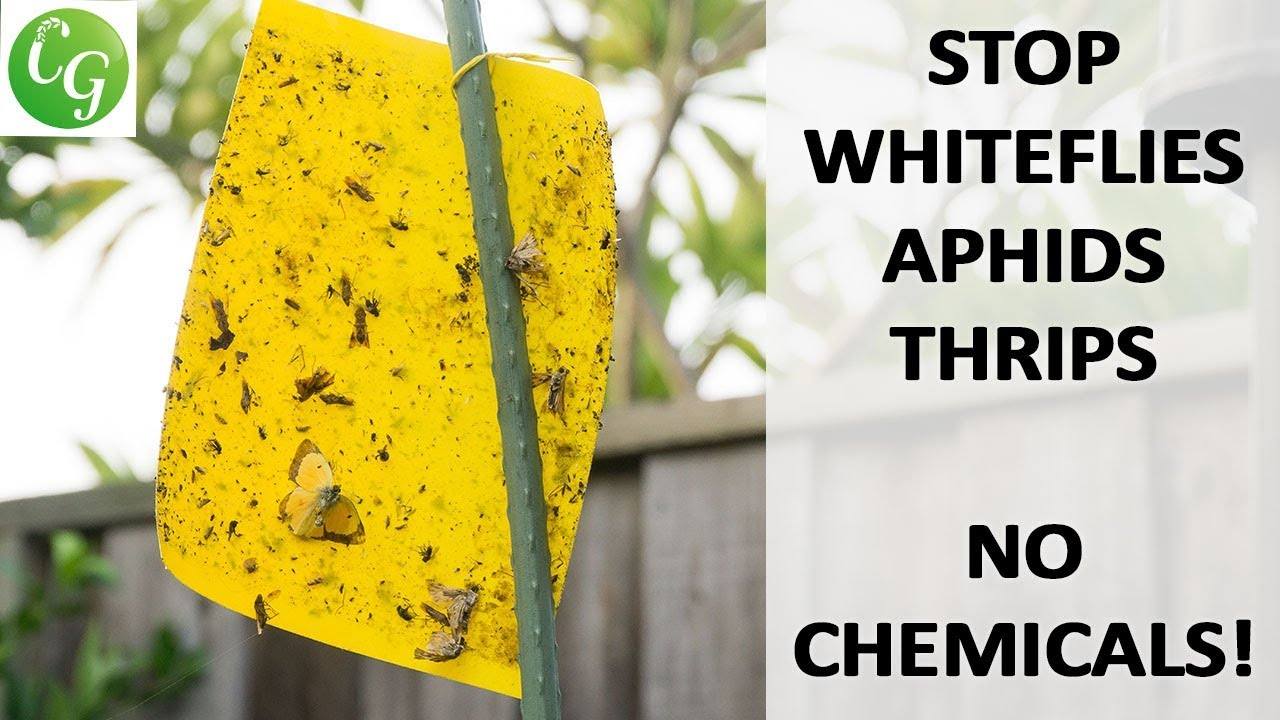 Controlling Whiteflies and Aphids in Your Garden: An Organic Solution