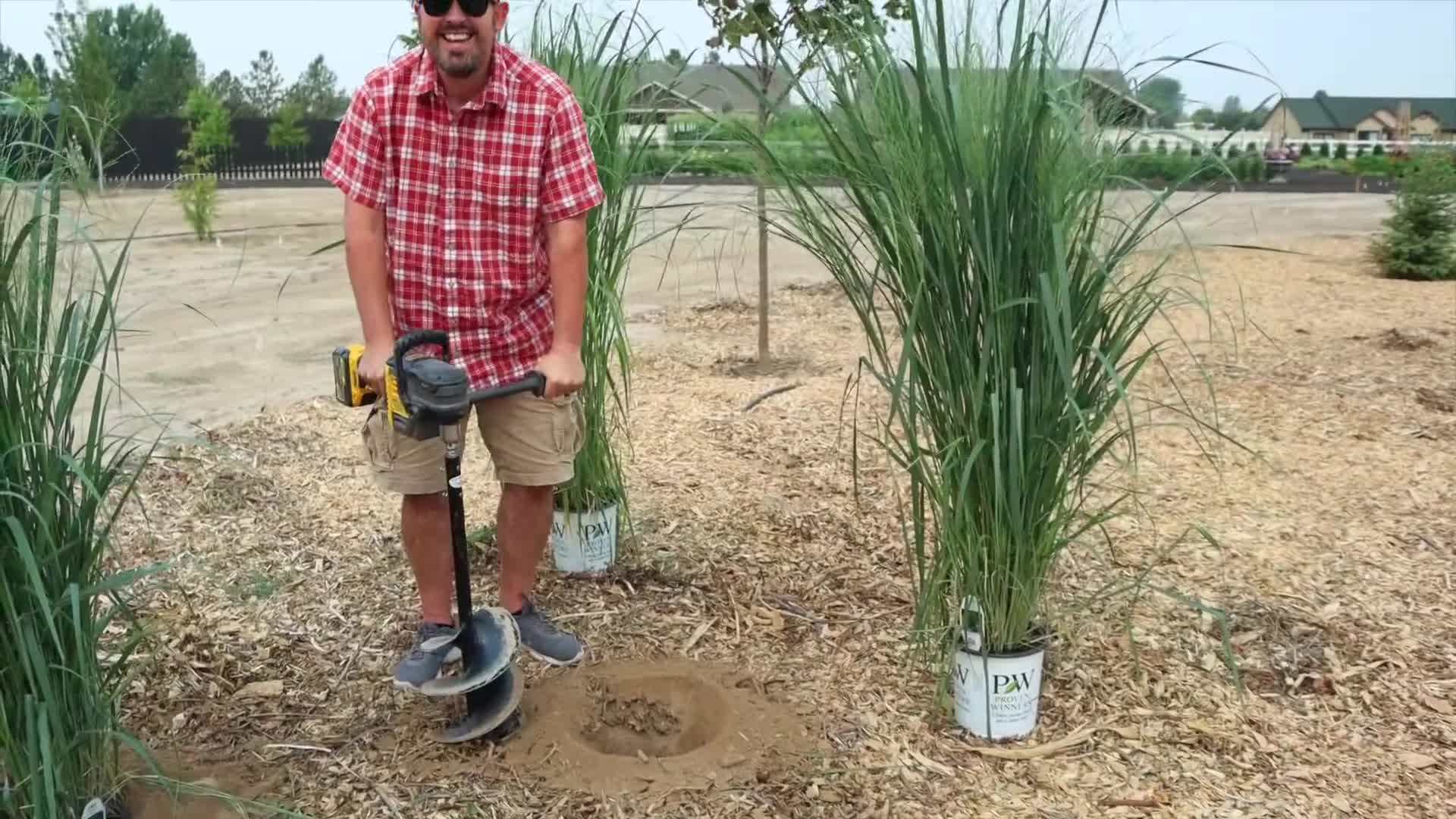 Planting ornamental grasses in the garden