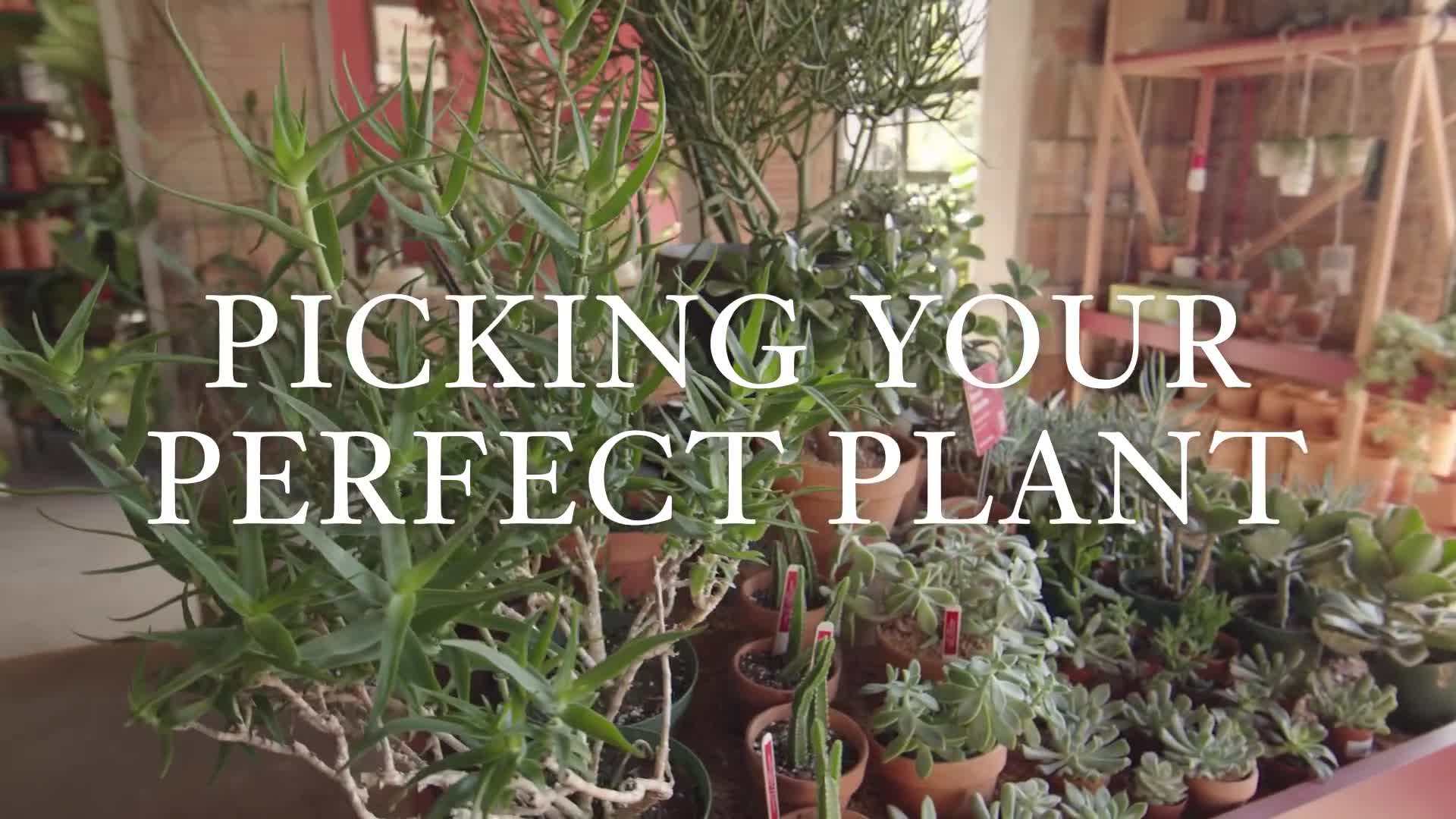 Vertical gardening options for small spaces