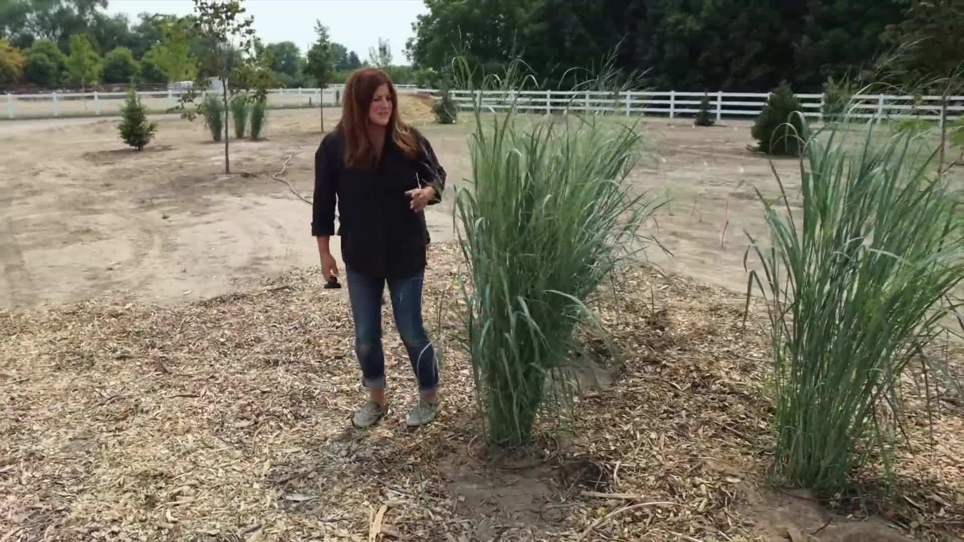 Tall grass as a backdrop in garden design