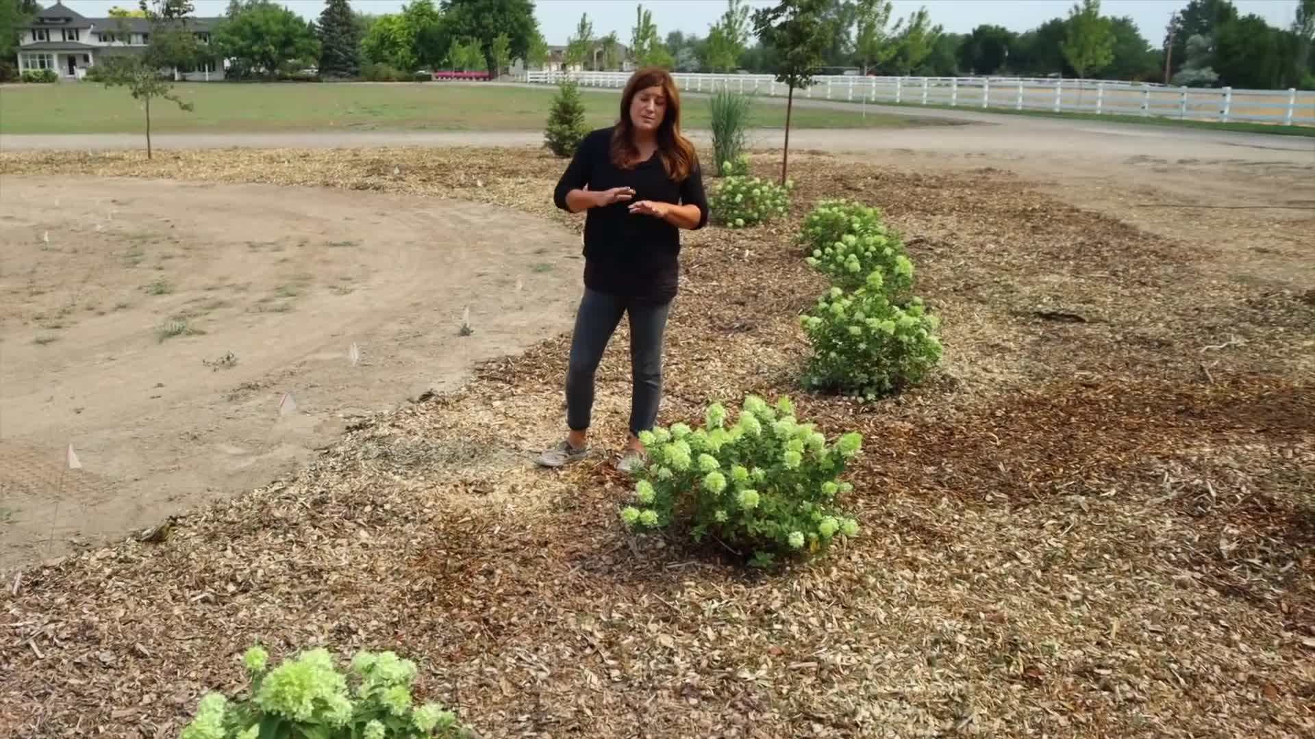 Pruning demonstration for Quick Fire Fab™ Panicle Hydrangea