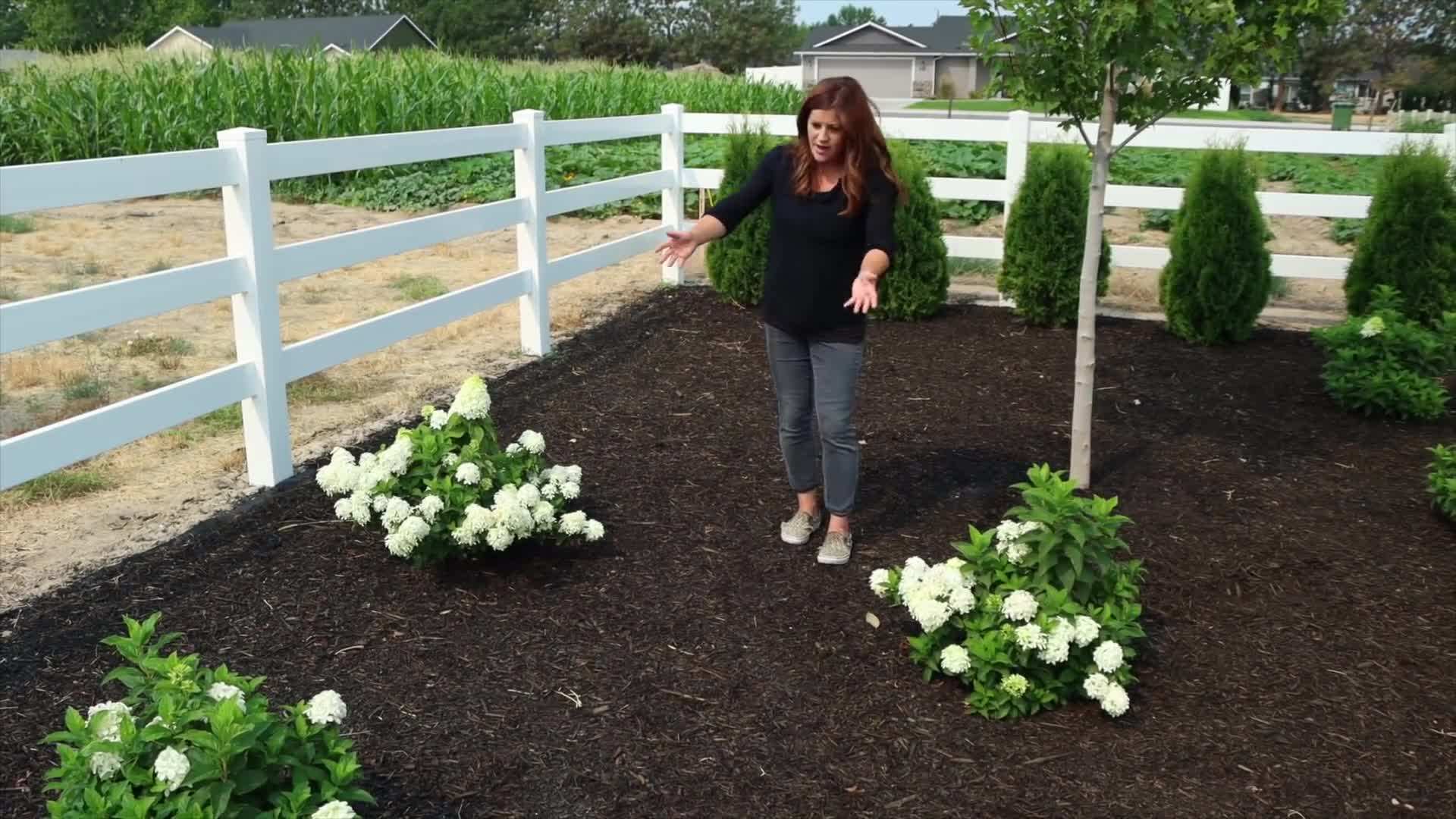 Close-up of Quick Fire Fab™ Panicle Hydrangea flowers