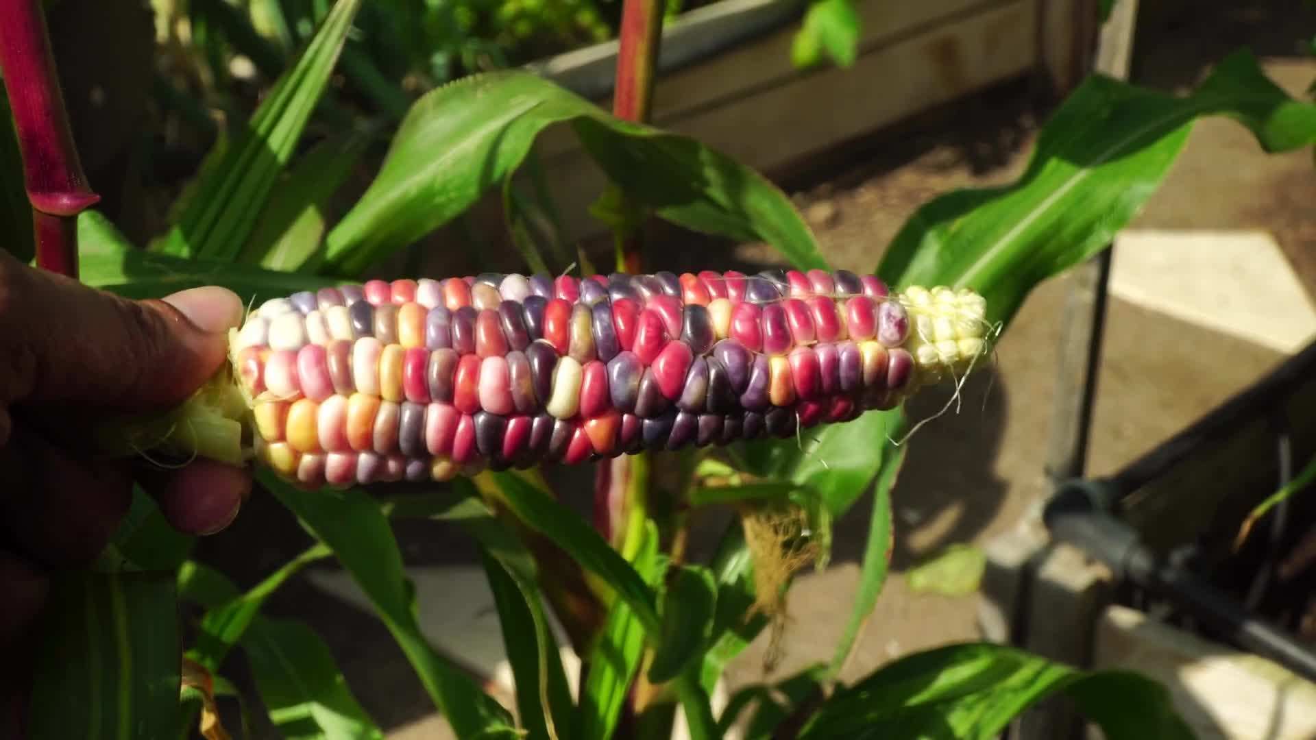 Painted Hill Corn