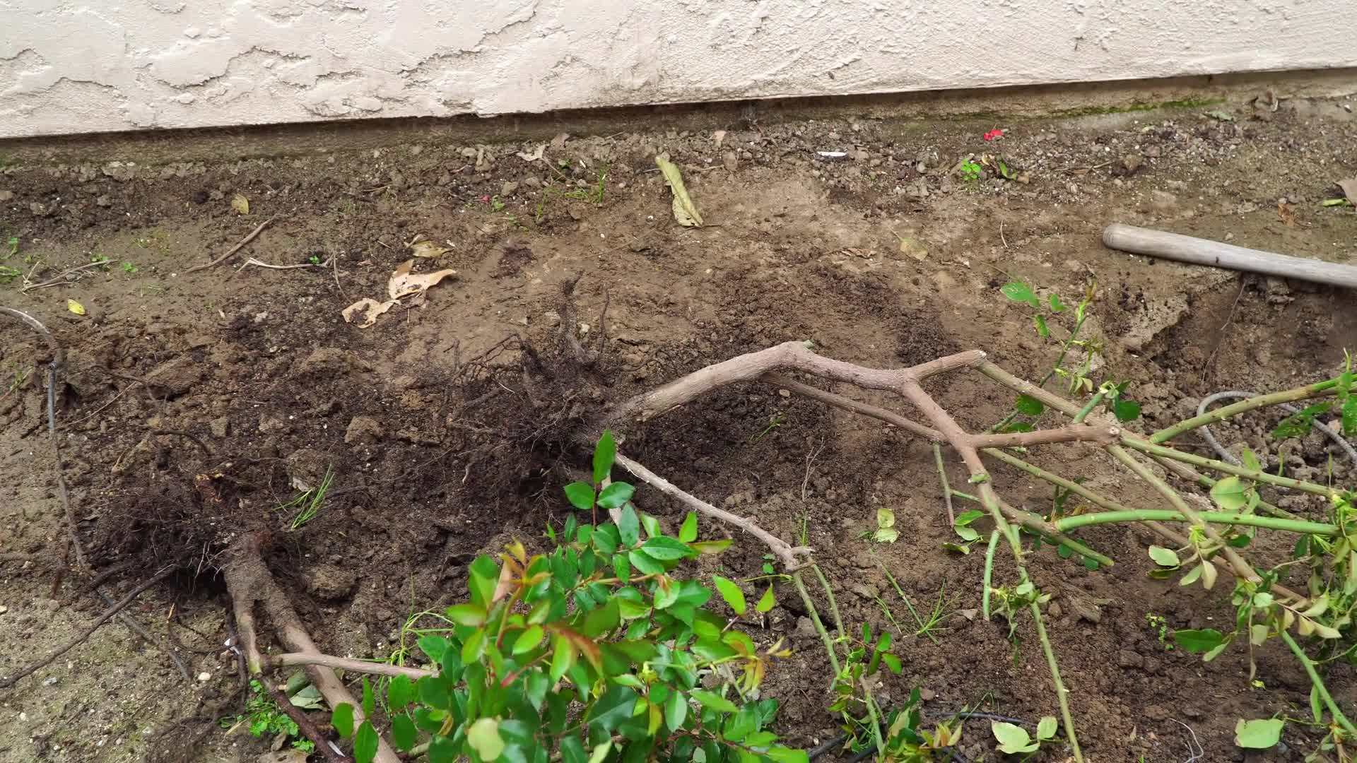 Maintaining the Ideal pH Level for Roses