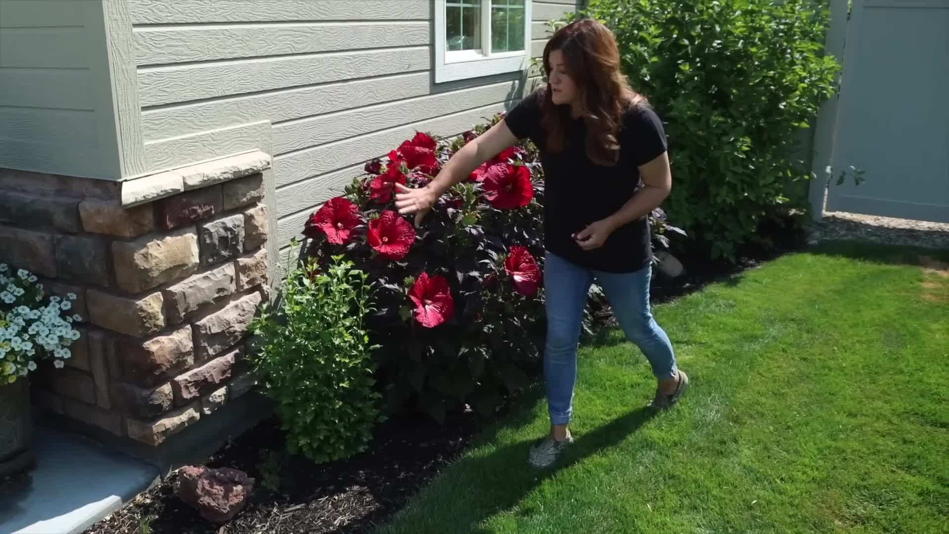 Close-up of the Deep Red Flowers and Dark Foliage