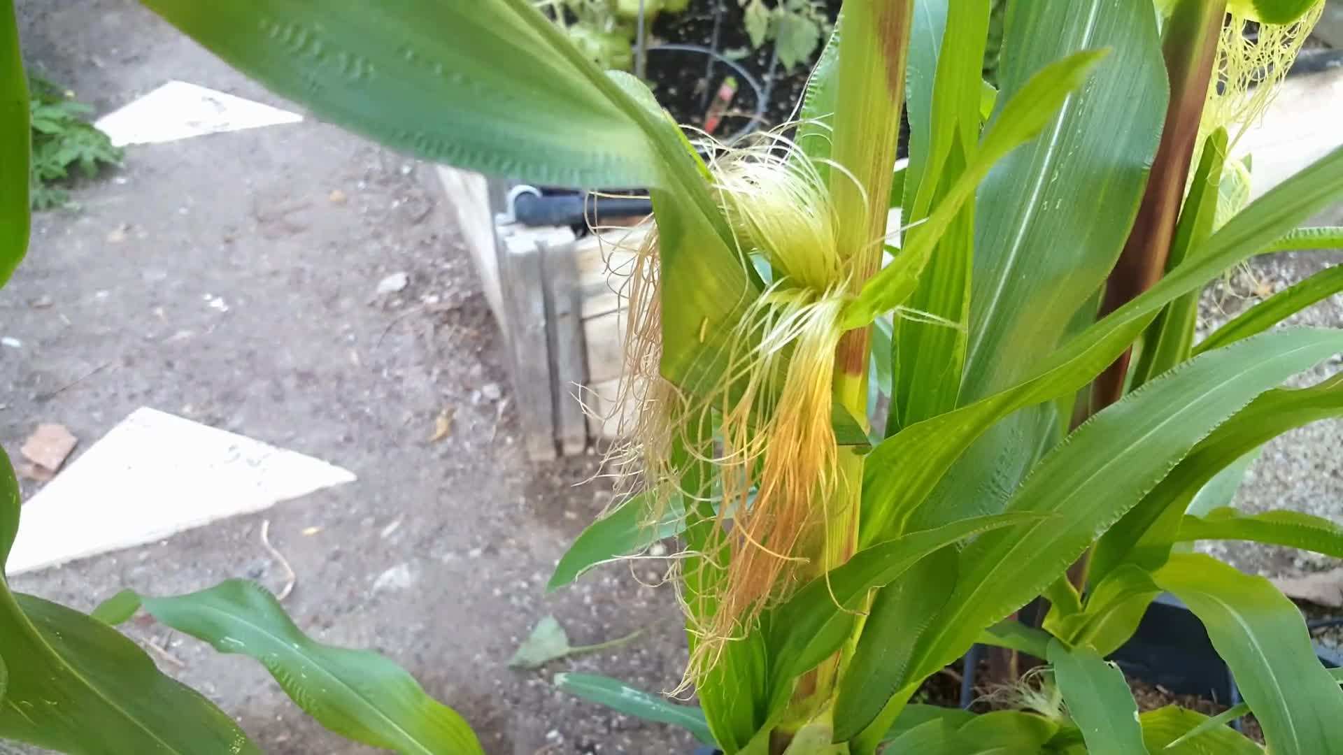 Providing Support for Growing Corn Plants