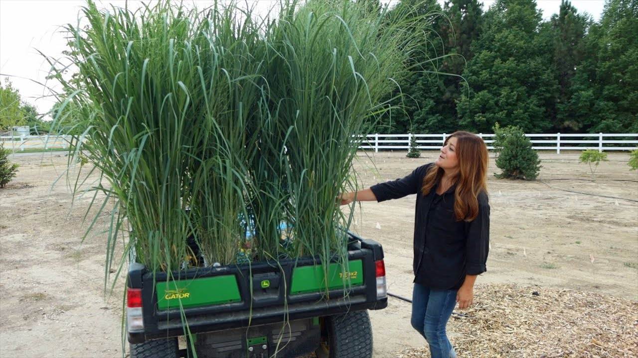 Planting the Most Glorious Ornamental Grasses for a Stunning Garden
