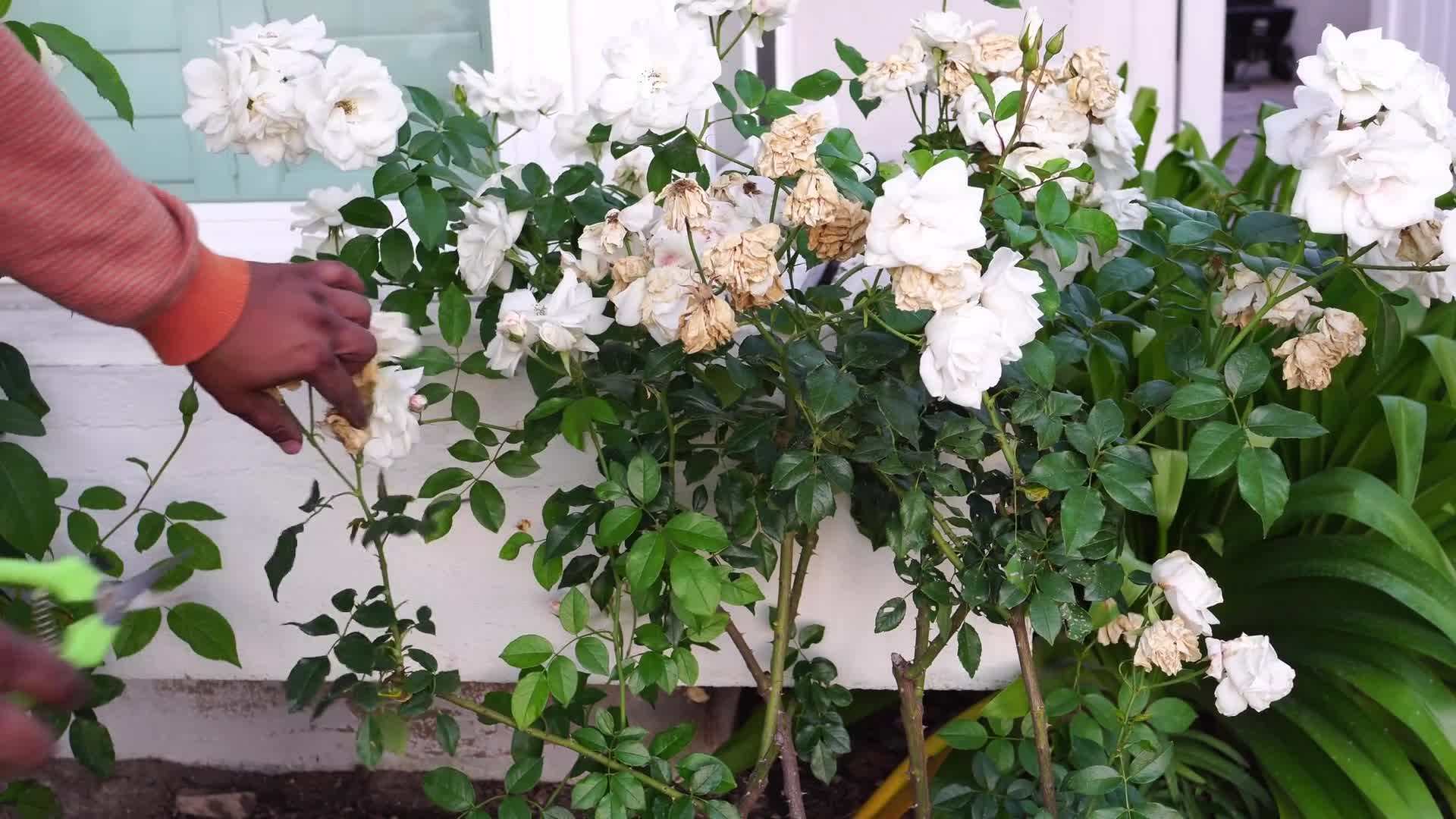 Mulching for Moisture Conservation