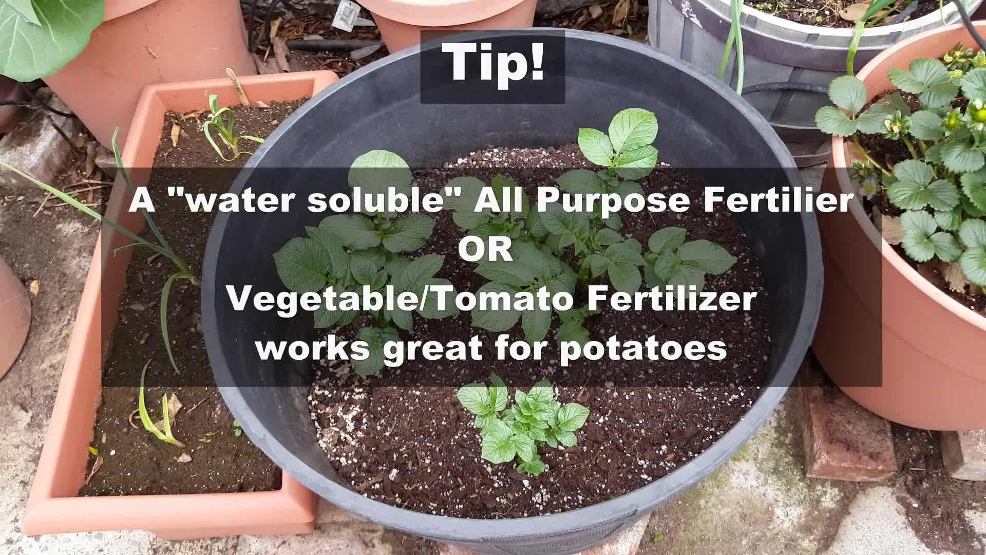 Harvested red and white potatoes