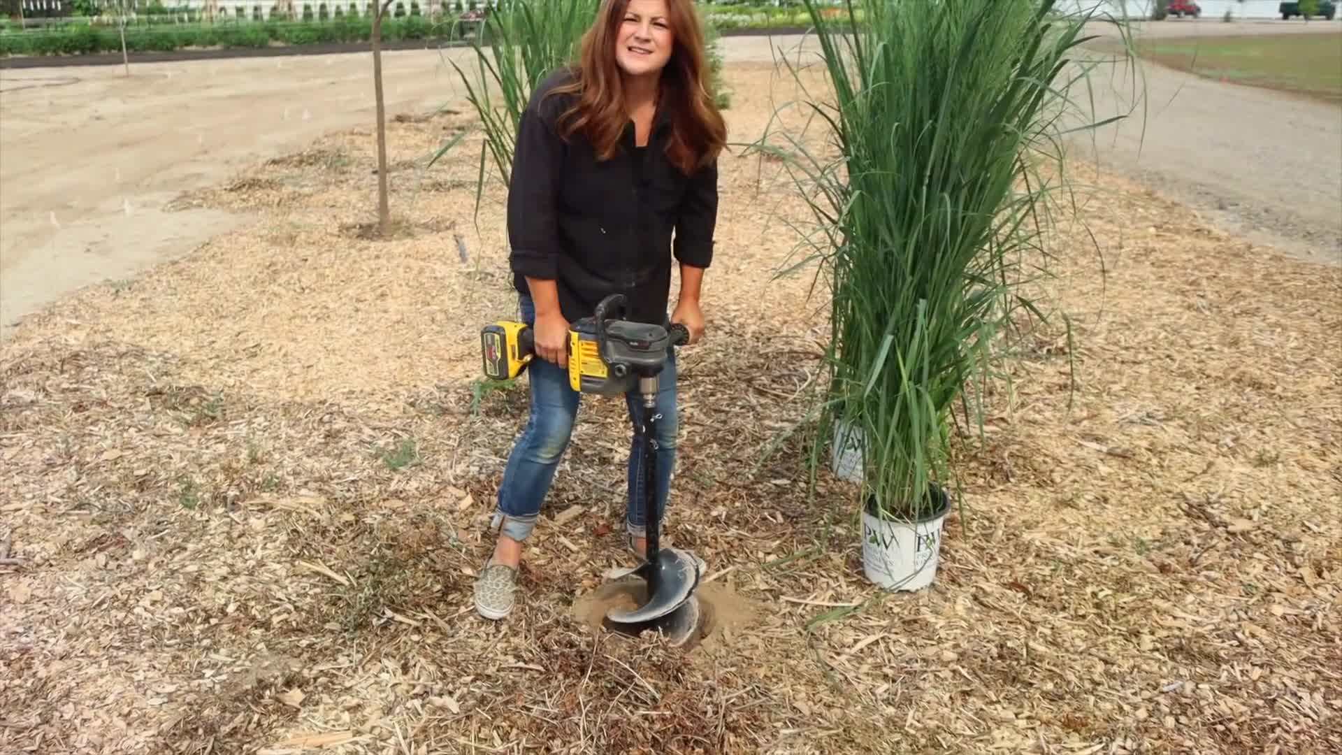 Panicum grasses in different colors