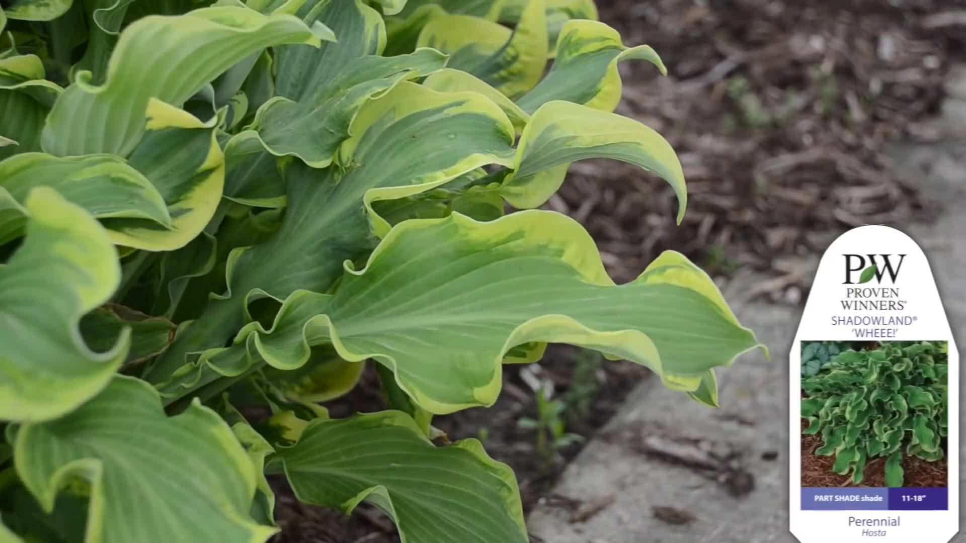 Carex Evercolor 'Everest'