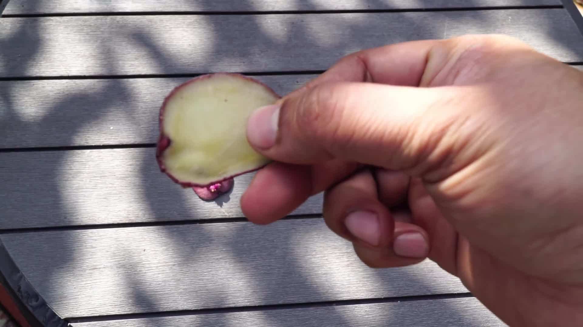 Different varieties of red and white potatoes