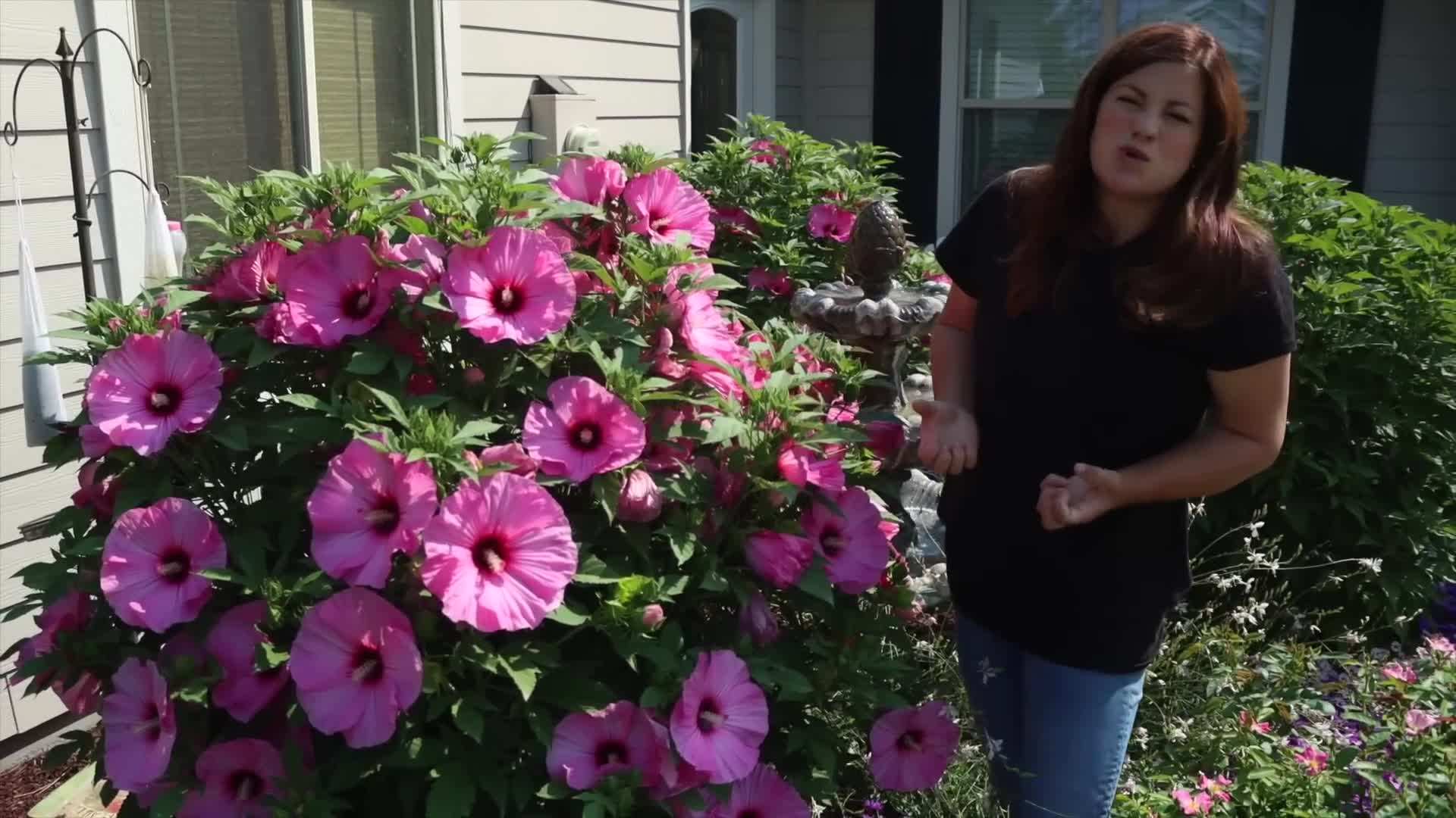 Proper Care Tips for Summerific® 'Candy Crush' Hibiscus