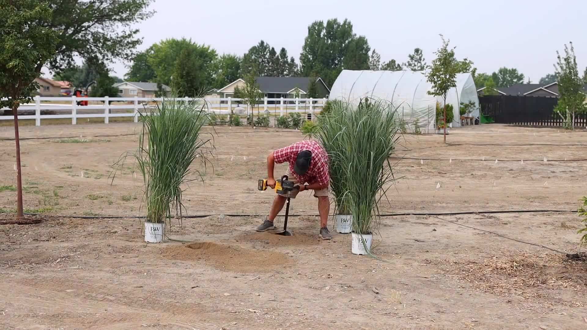 Dividing ornamental grass clumps