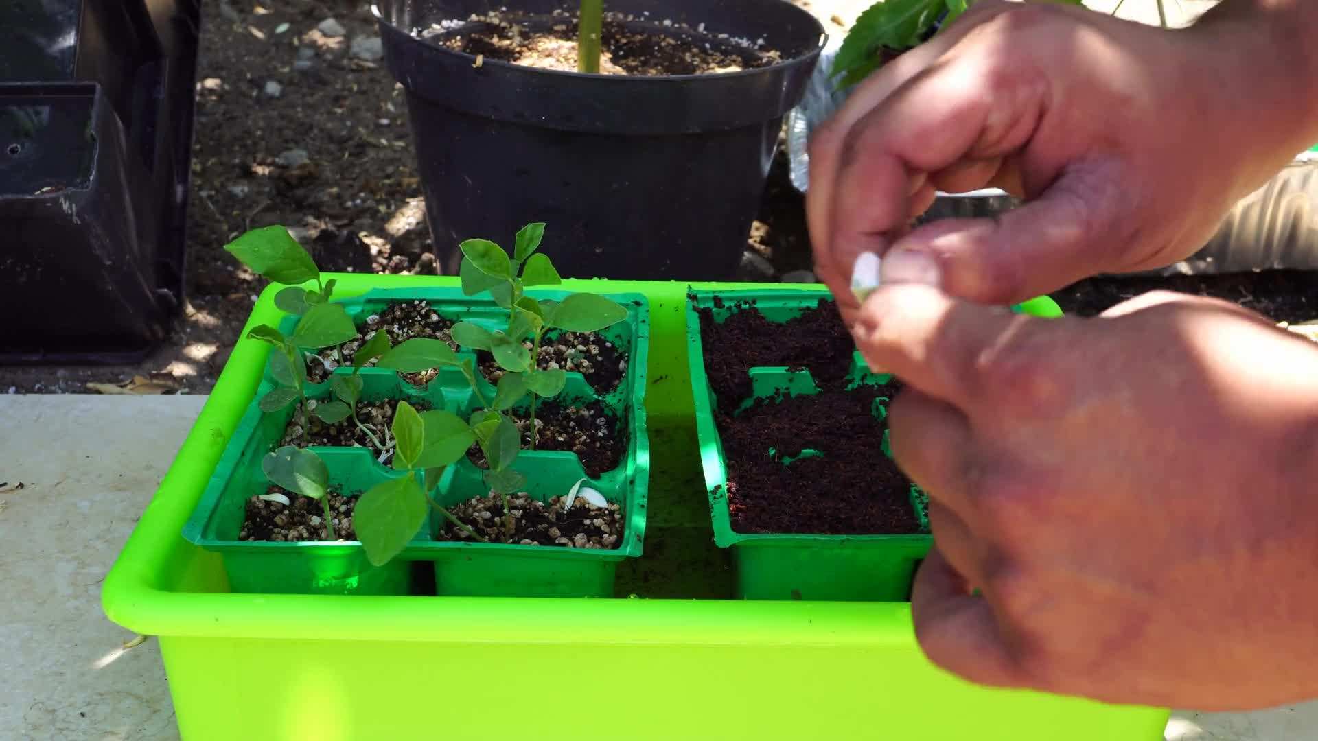 Early Sunglow Hybrid Corn