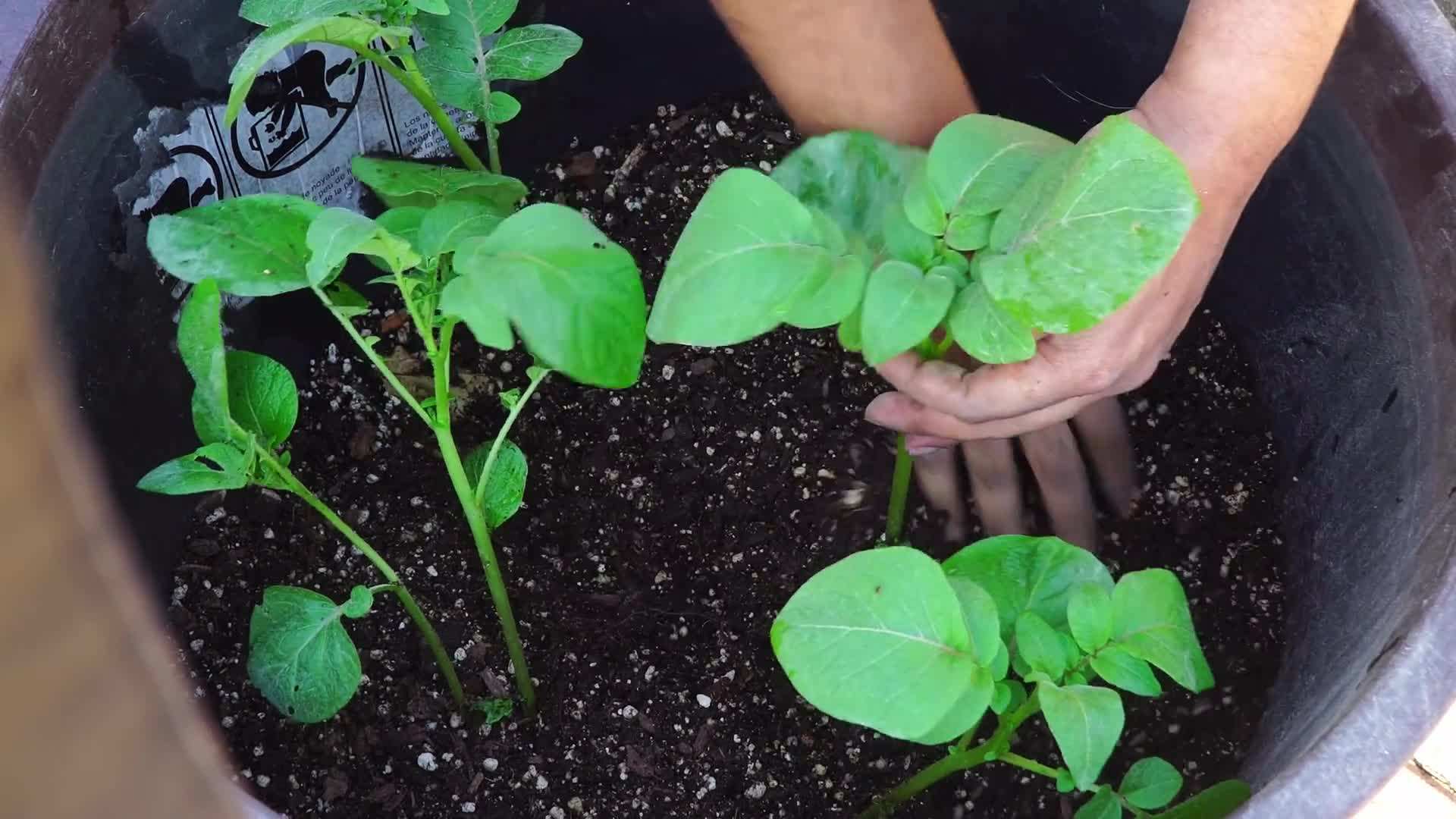 Potato containers placed in a sunny spot
