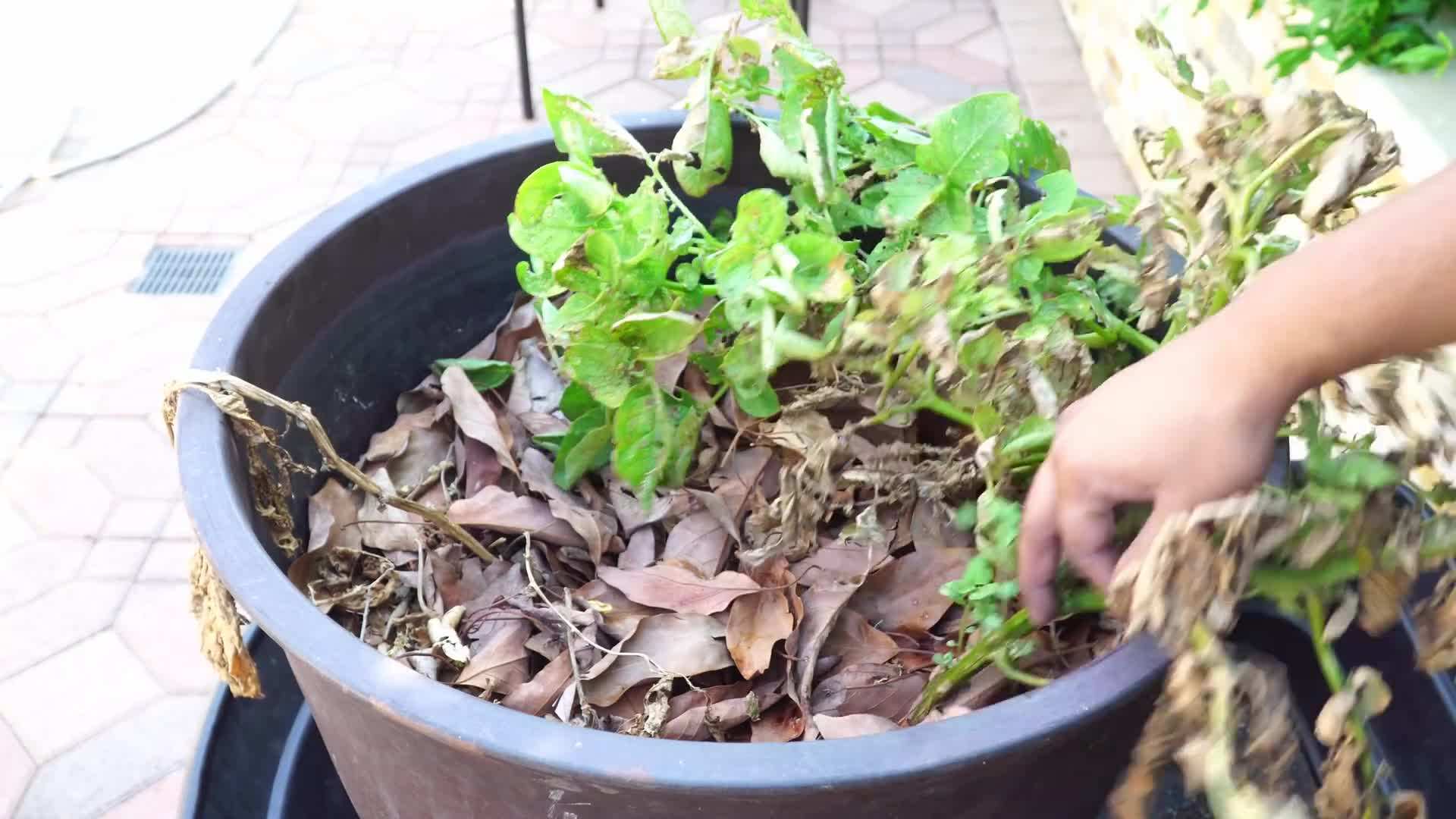 Loose and well-draining soil mix for potato containers