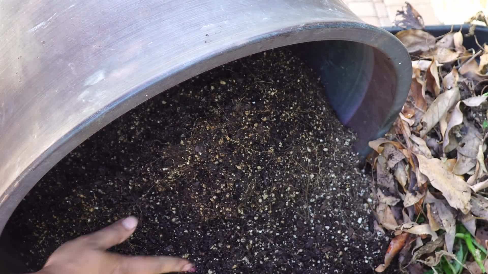 Sprouted potatoes ready for planting