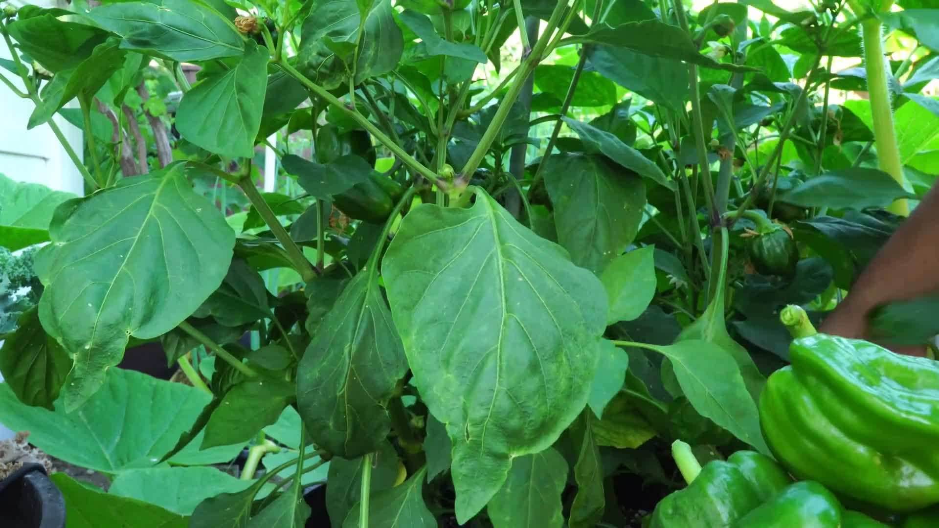 Varieties of Roses in Full Bloom