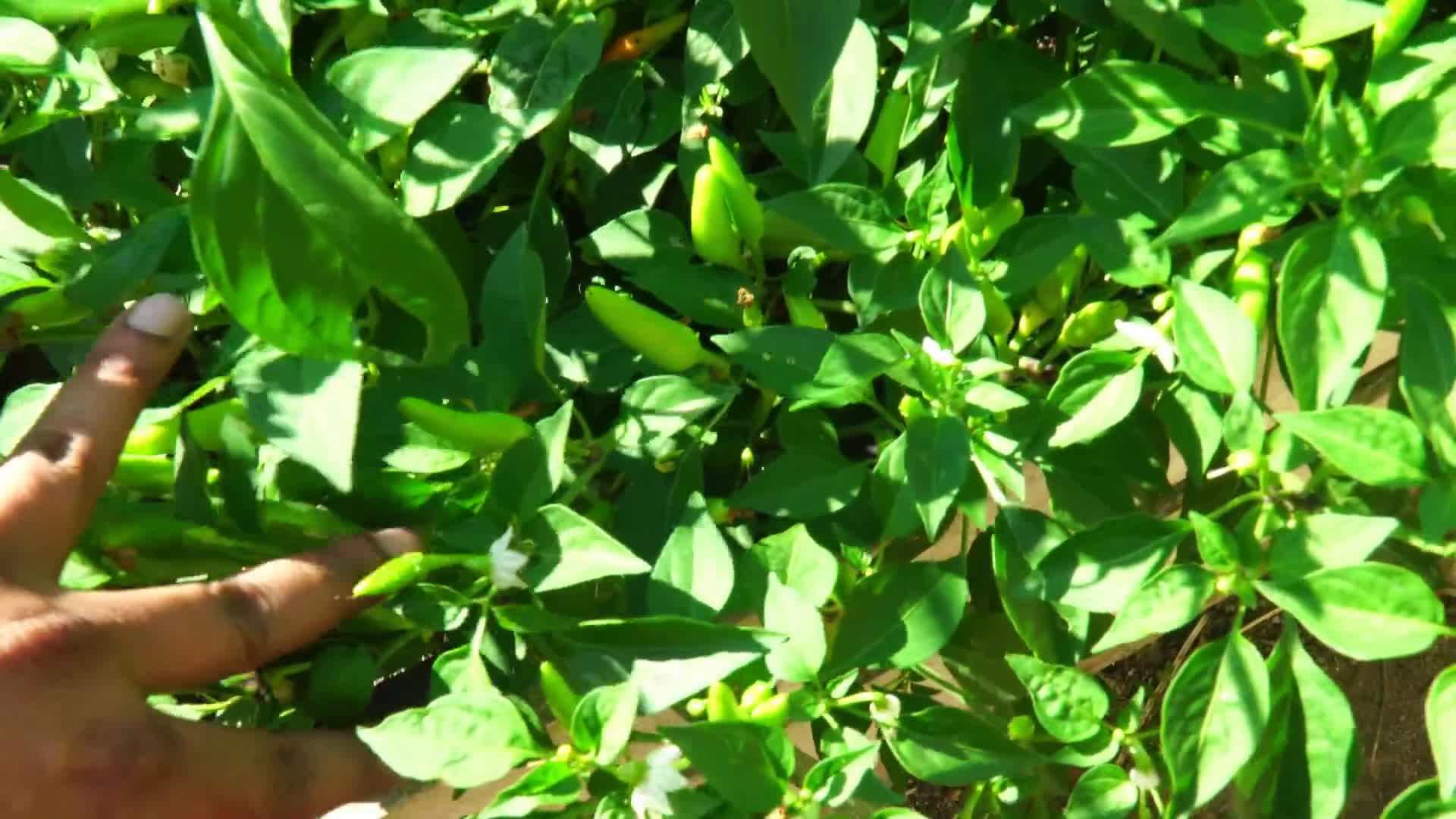 Vibrant Flowers in the June Garden