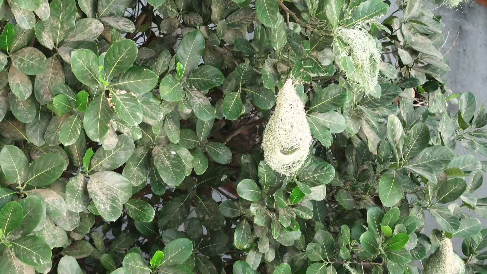 Landscape with Varied Heights and Colors