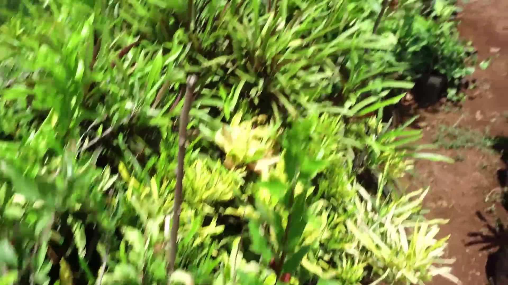 Rooftop Garden in India