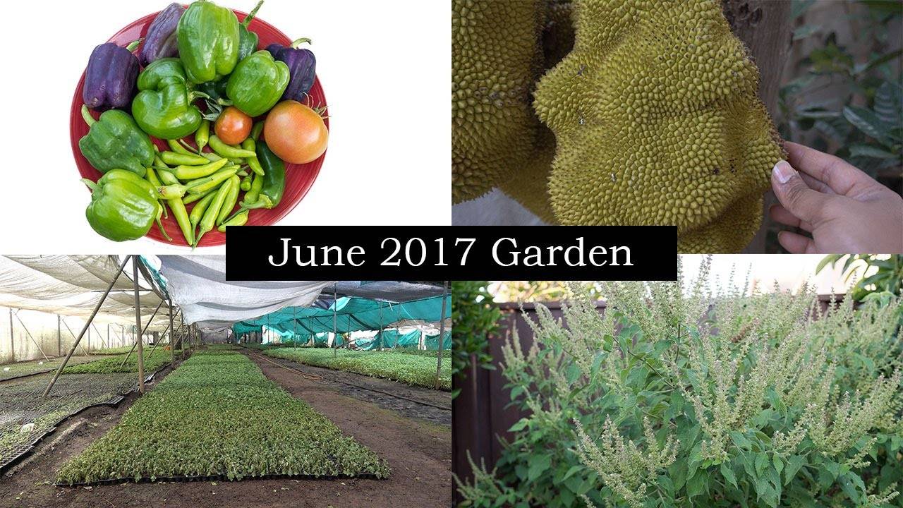 June Garden: Vacation Gardening Moments From India & More