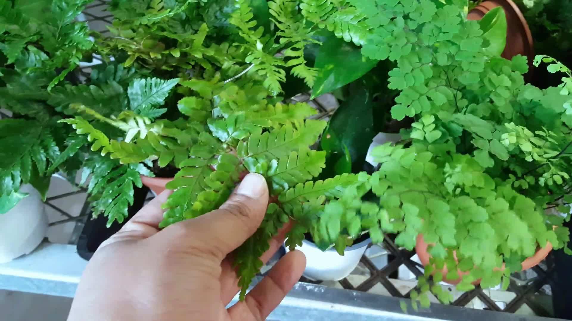 Choosing the Right Ferns