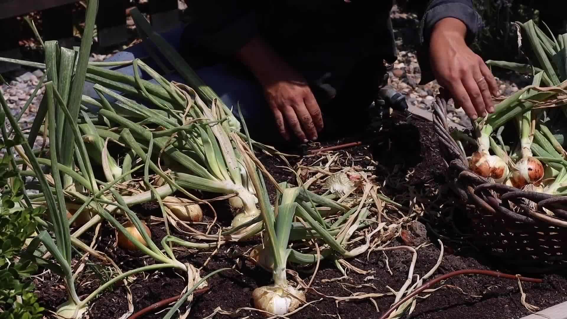 Organic gardening: Growing your own food using sustainable and eco-friendly practices
