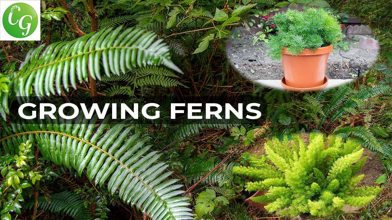 How to Grow Ferns: A Comprehensive Guide to Growing Ornamental Plants