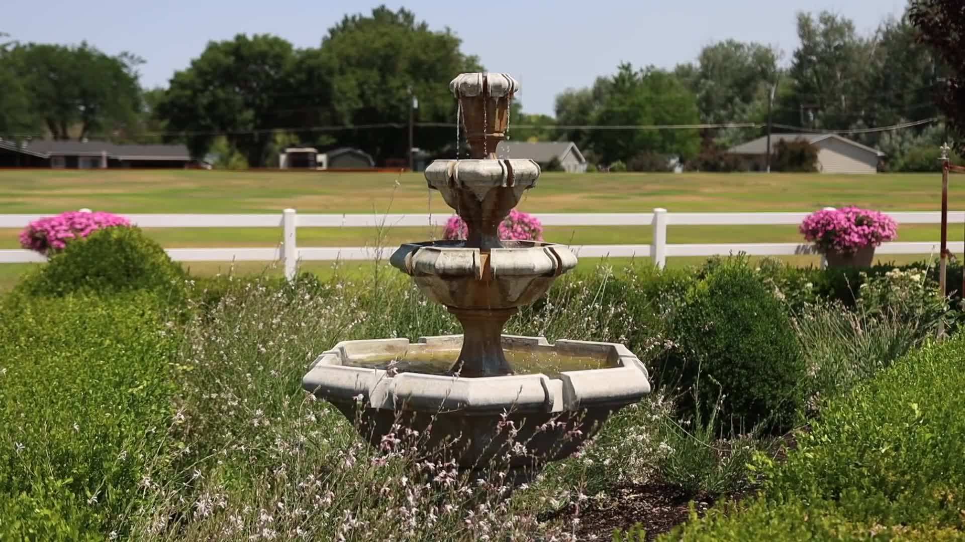 Trimming a willow tree: Maintaining the health and shape of your tree with proper pruning
