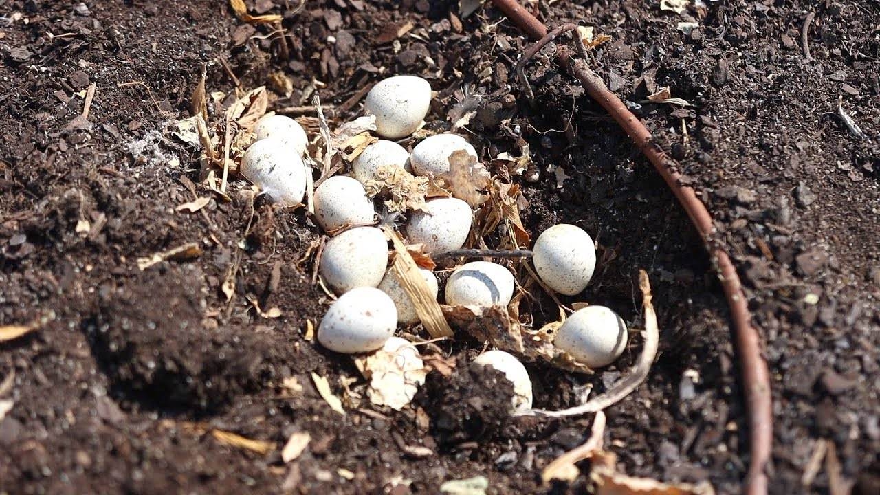 Finding Quail Eggs and Trying to Save Them: A Journey of Discovery and Preservation