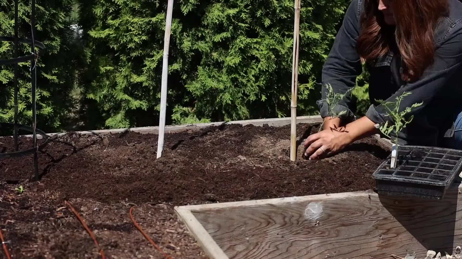 Nesting boxes for quails: Providing a safe and comfortable environment for quail eggs