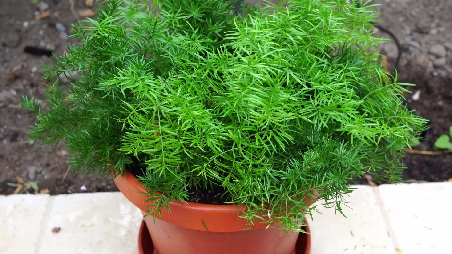 Selecting the Right Pots