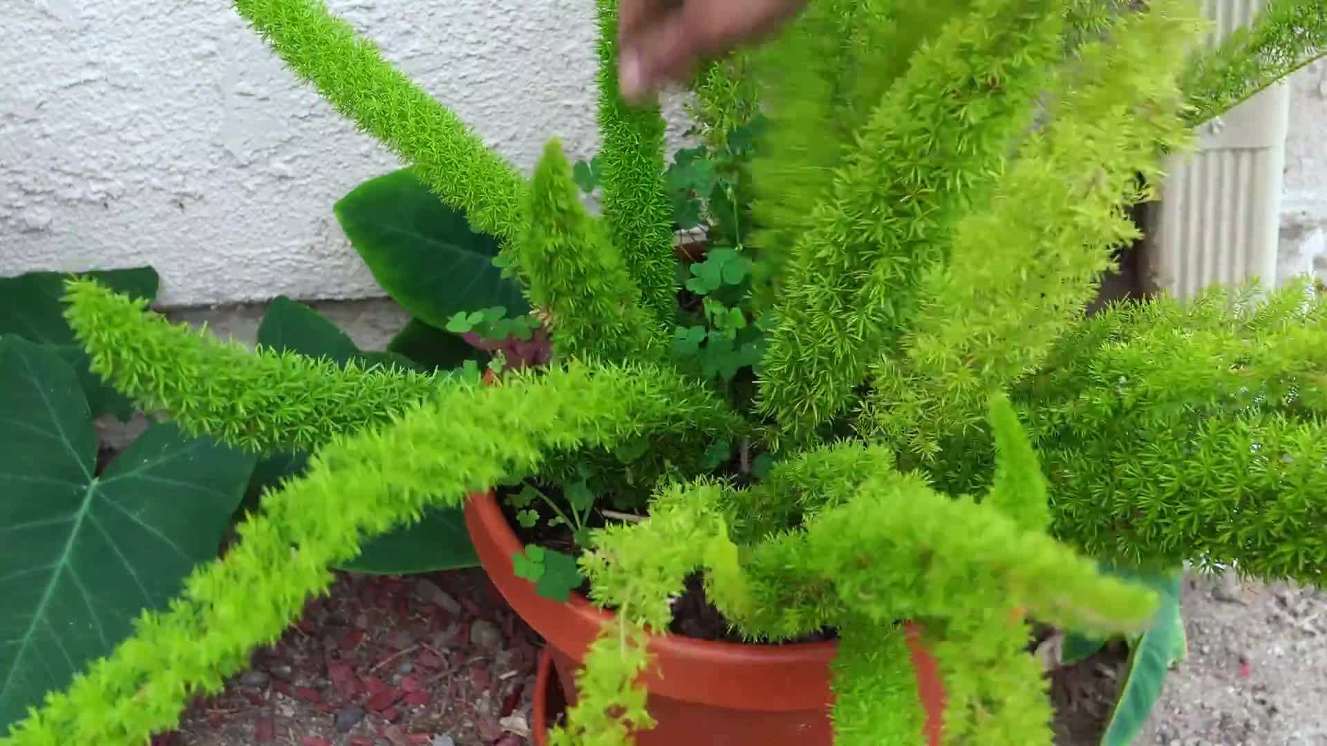Watering Tips for Ferns