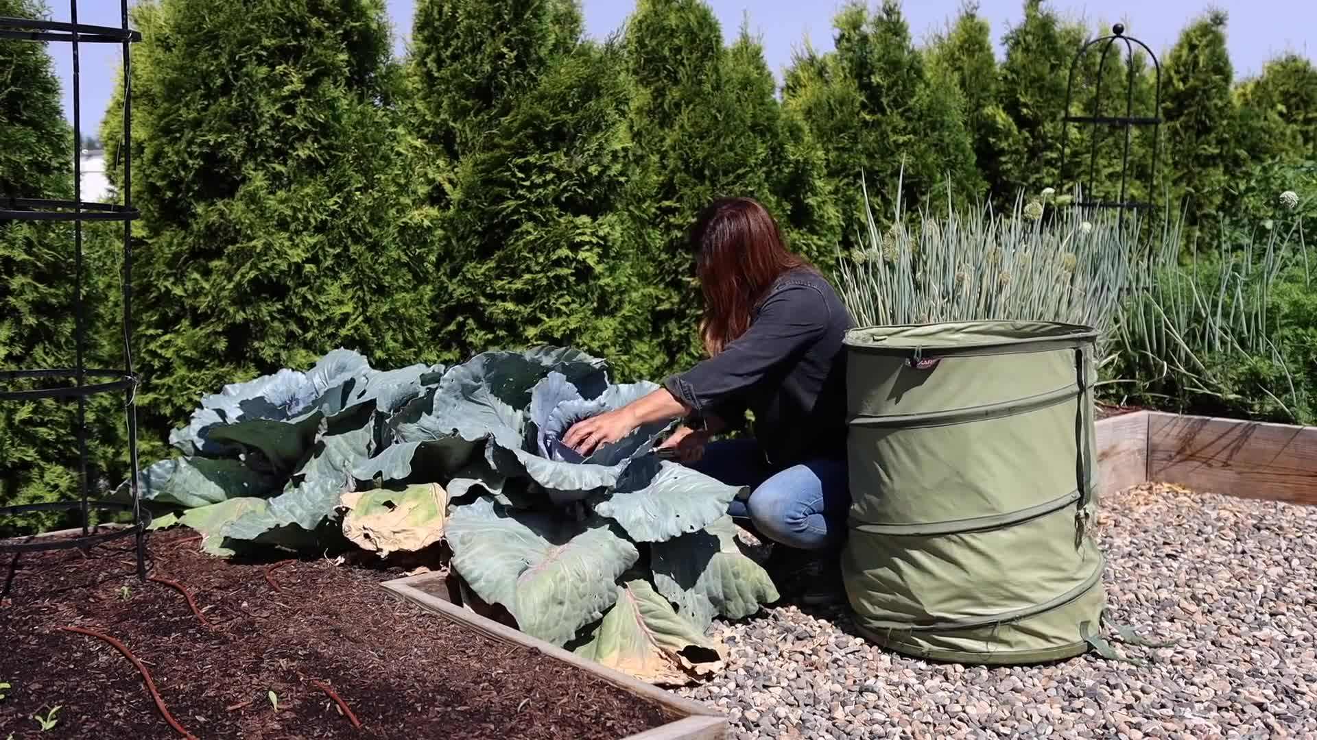 Quail behavior: Observing quails in their natural habitat to find their eggs