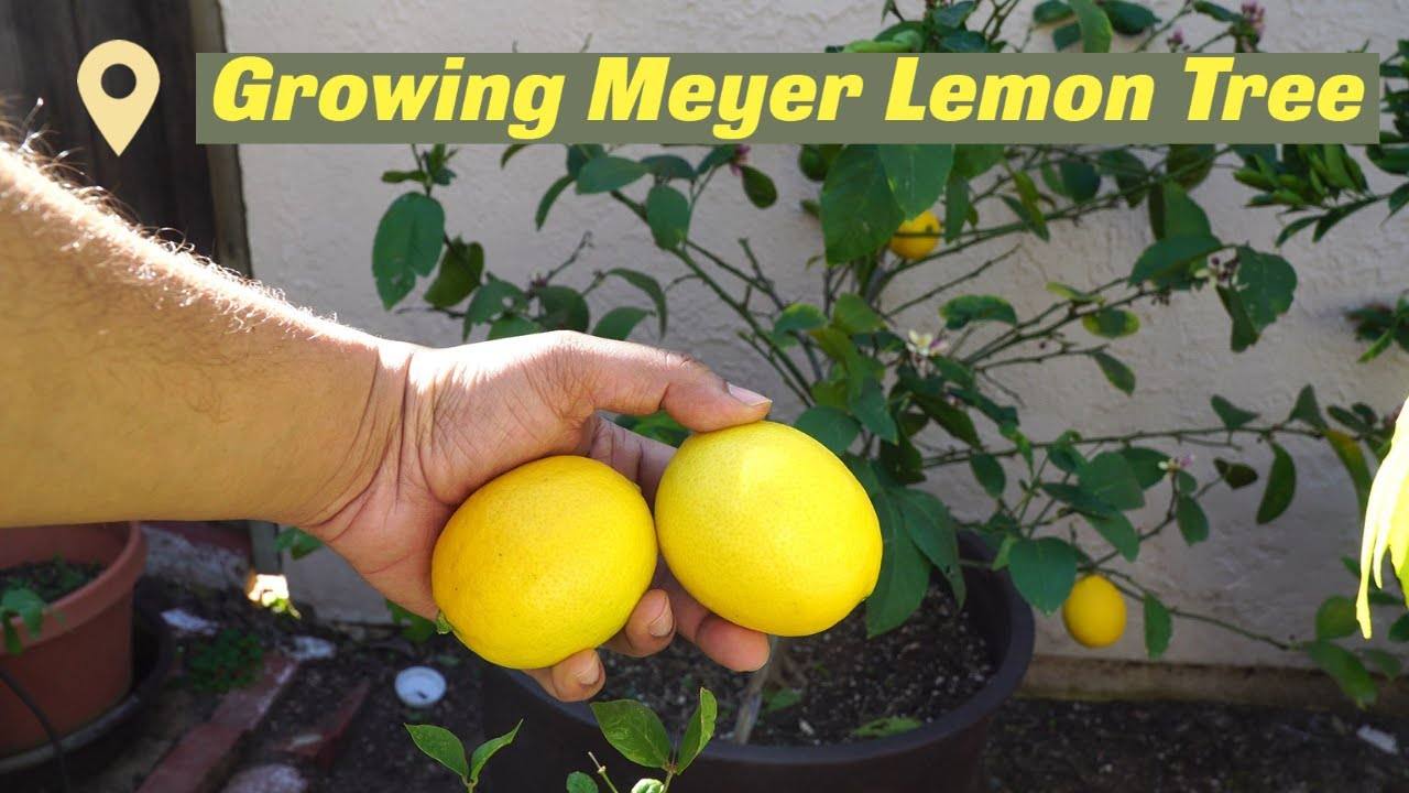 Growing Meyer Lemon Tree In Containers: Tips for Healthy and Bountiful Harvest