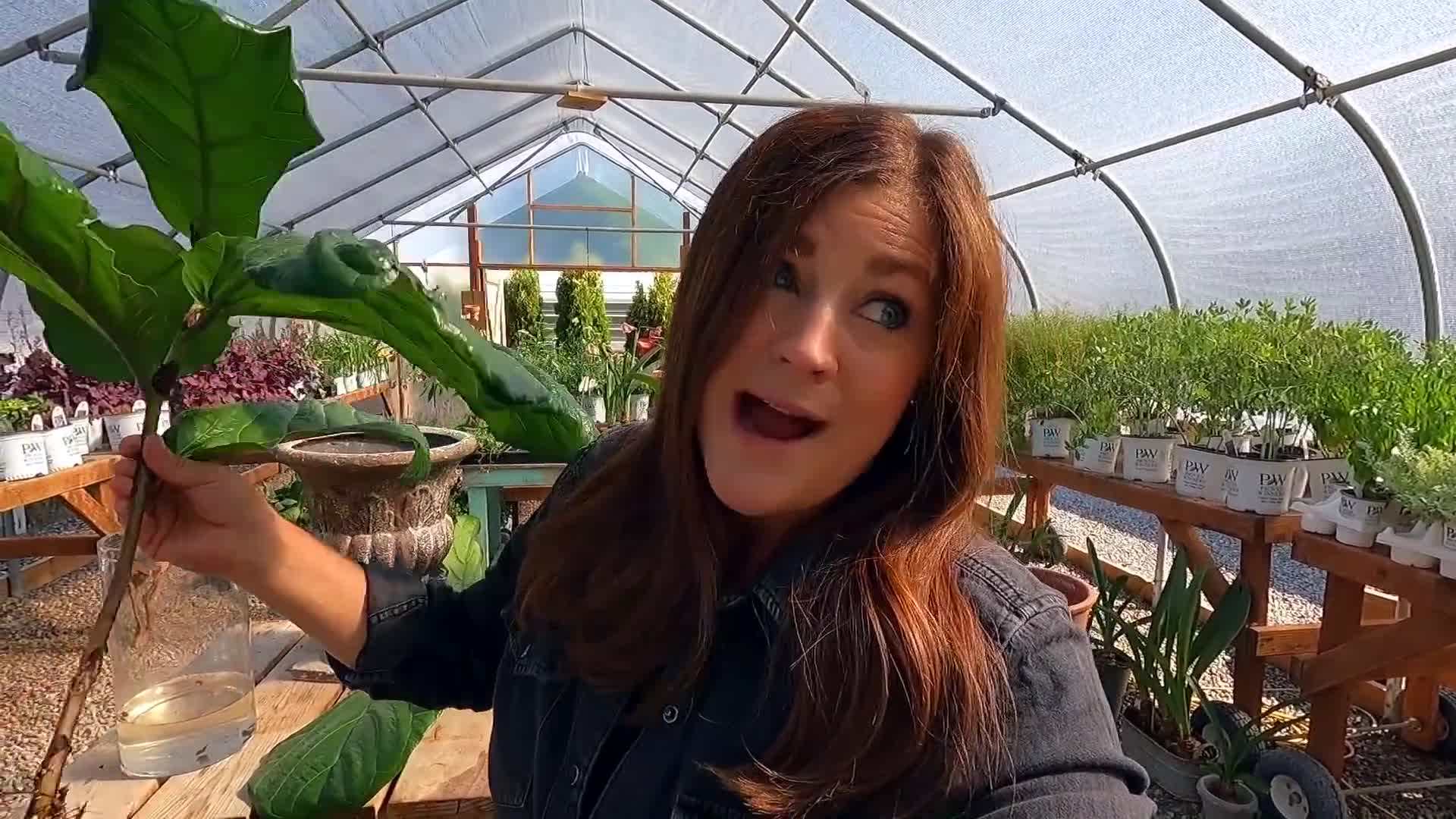 Fiddle Leaf Fig Cutting Progress