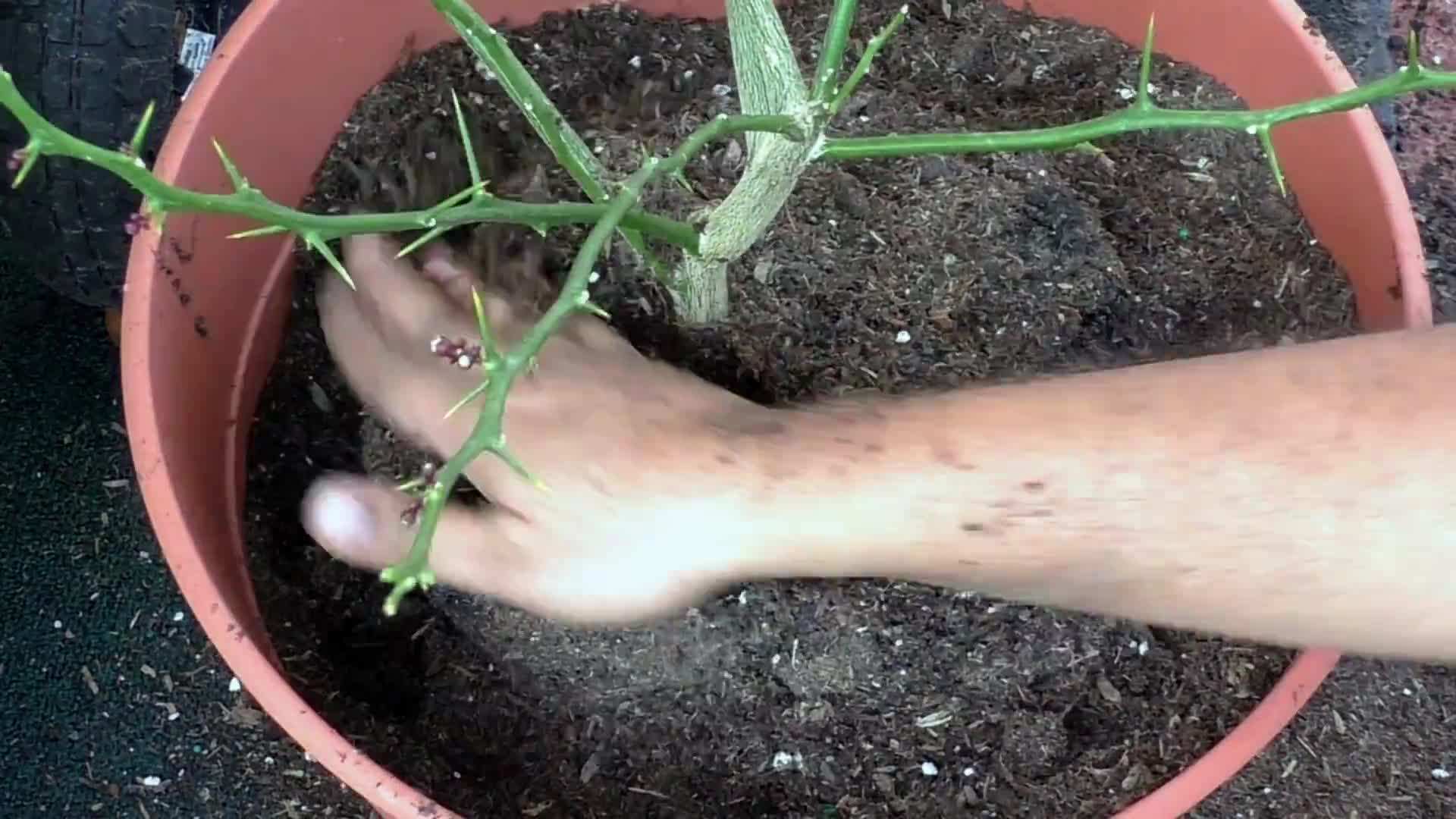 Well-draining Potting Soil