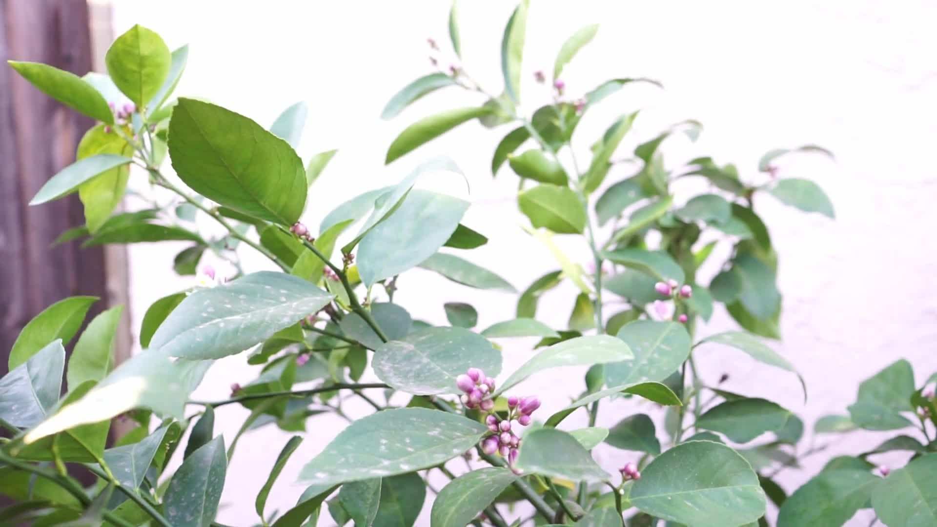 Pruning for Better Air Circulation