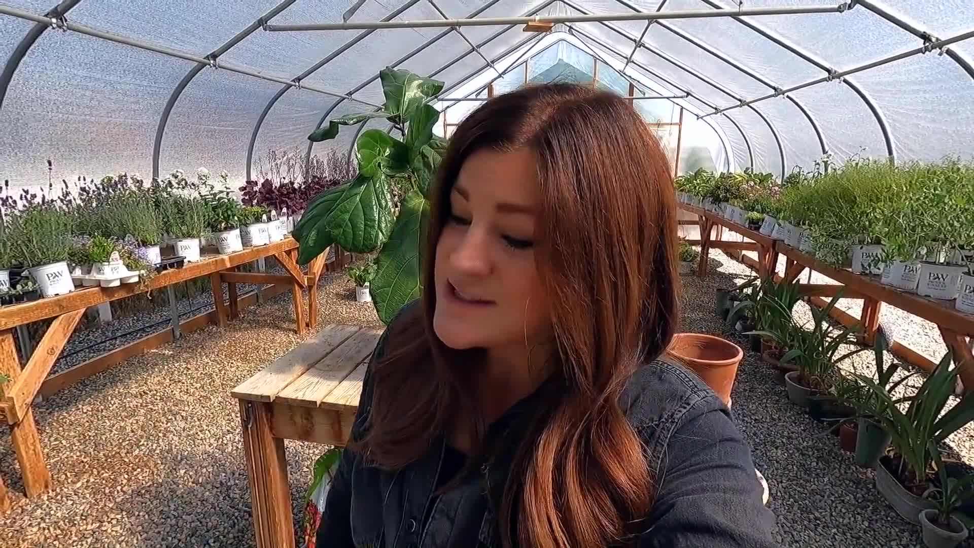 Potting Mix for Fiddle Leaf Fig Cuttings