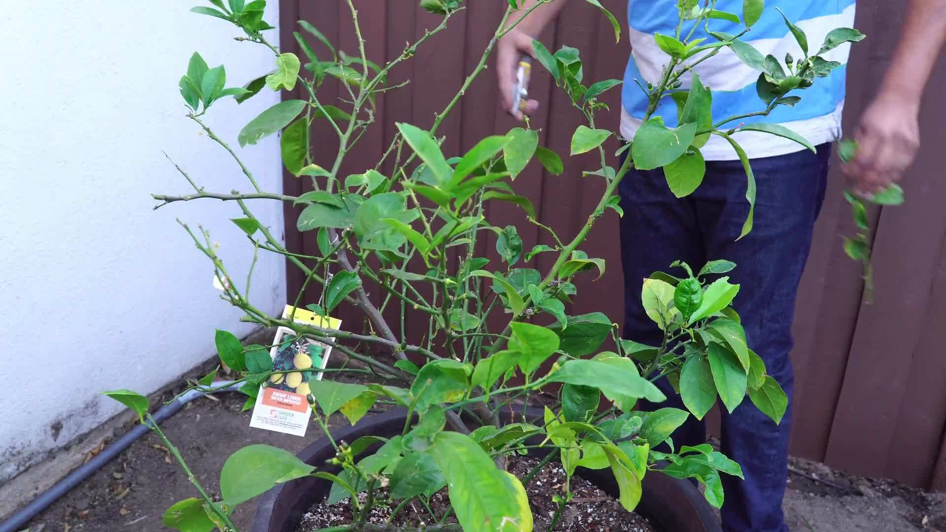 Inspecting for Pest Infestation