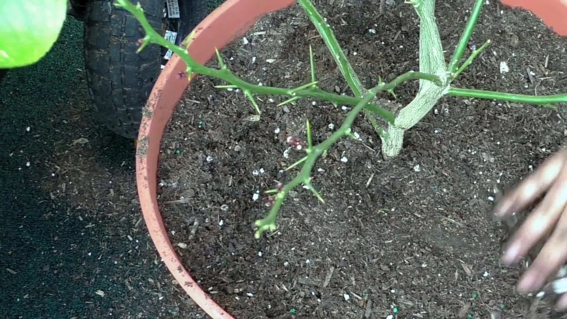 Full Sun for Optimal Growth