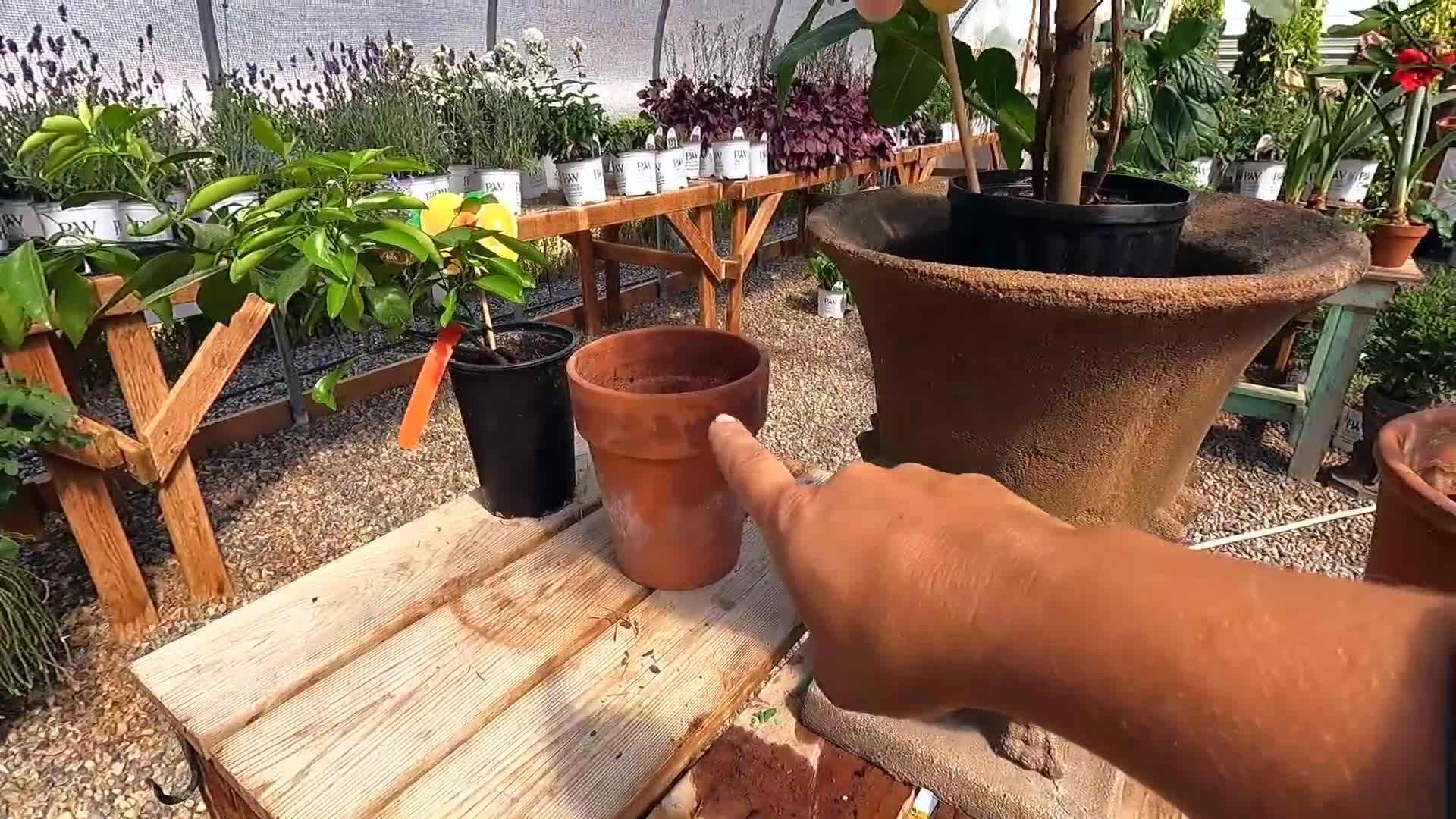 Potting Citrus Plants