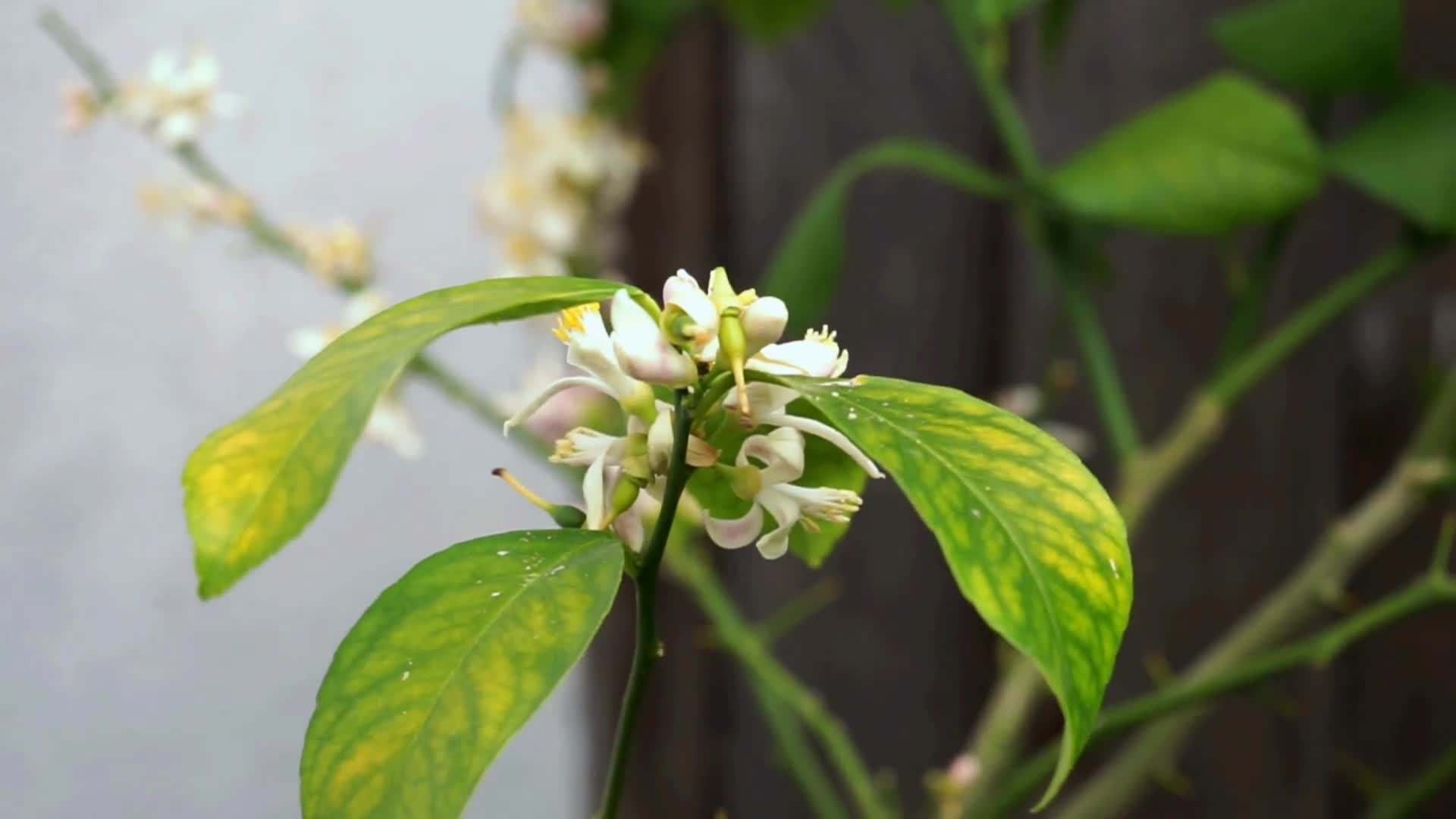 Protecting from Freezing Temperatures