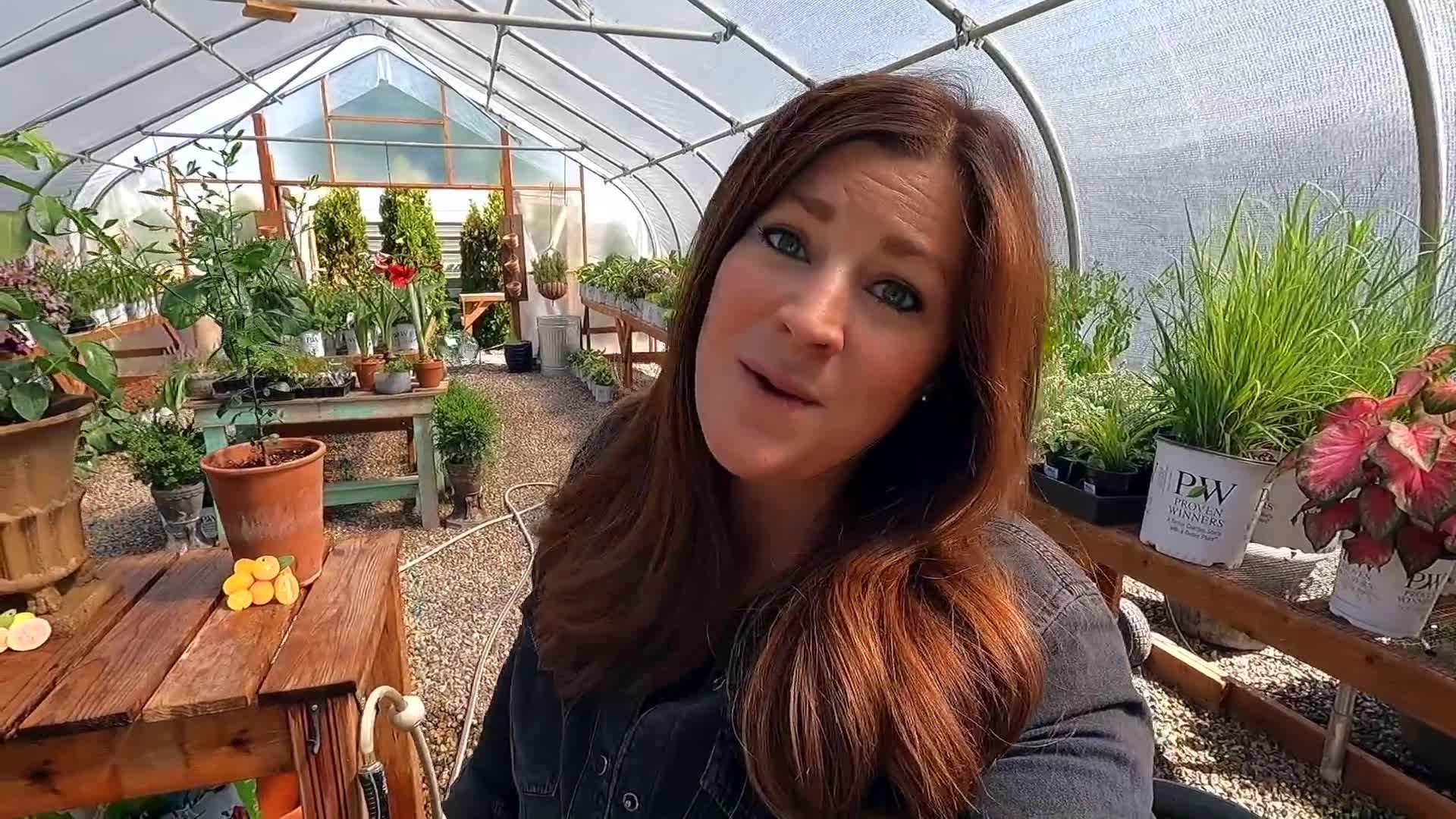 Potting Hardy Fig Plant