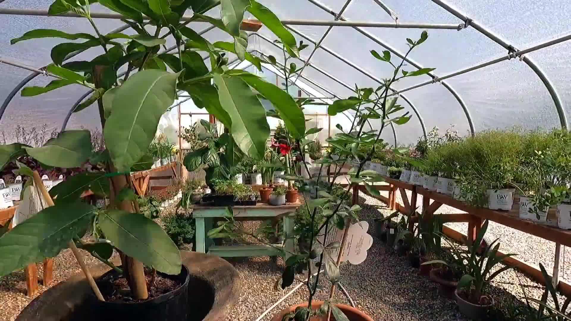 Potting Papaya Plant